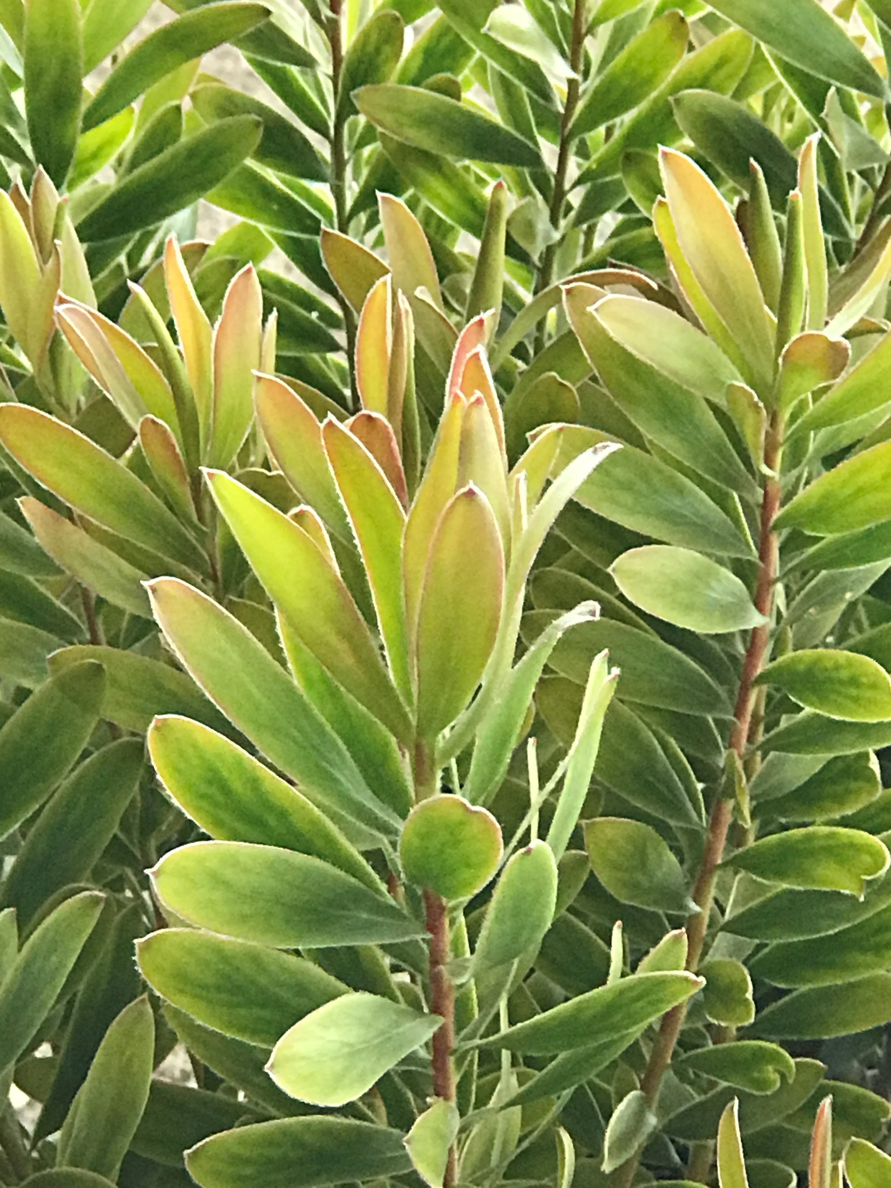 Safari Goldstrike Yellow Conebush 4 Safari Goldstrike Yellow Conebush