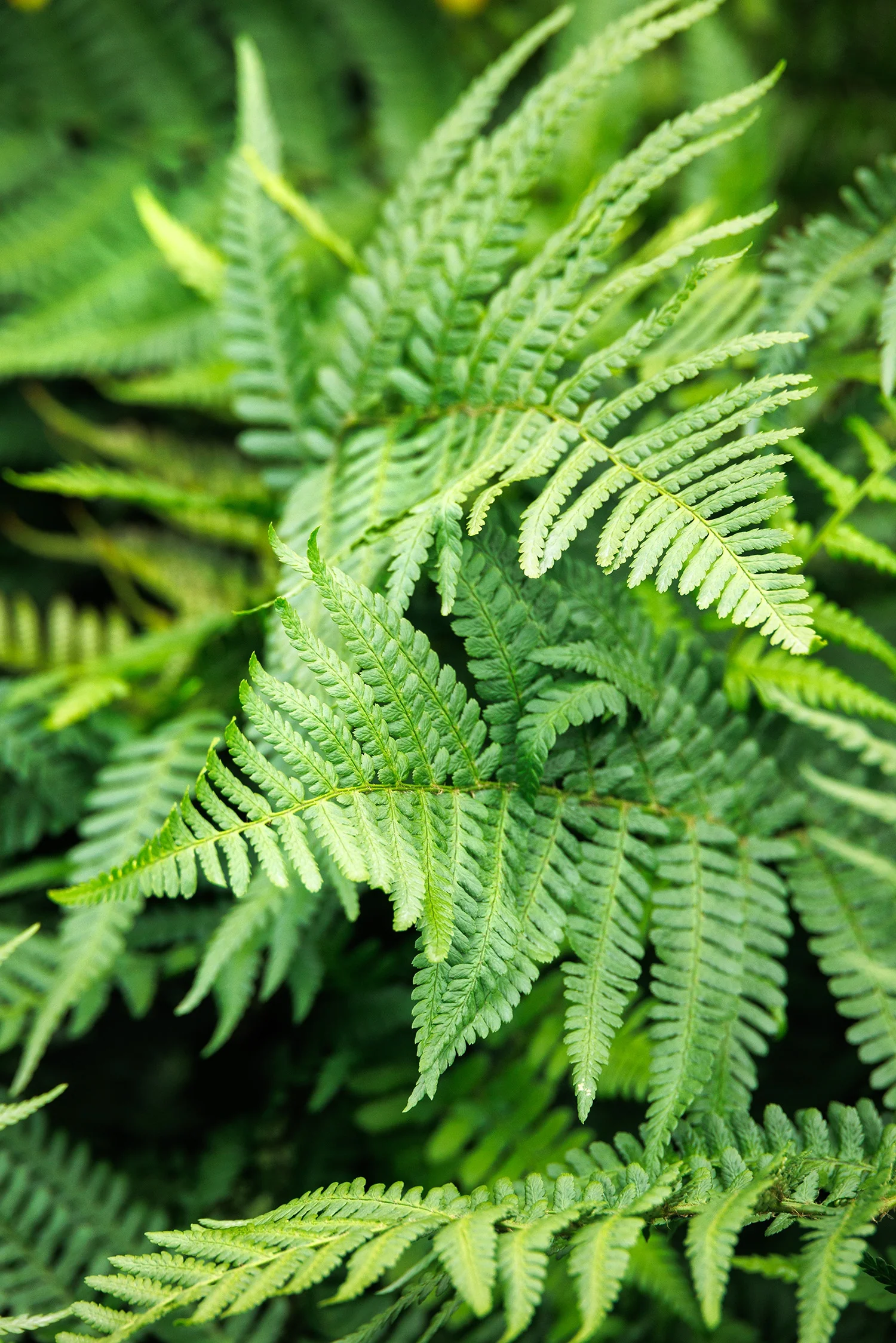 Robust Male Fern 12 Robust Male Fern