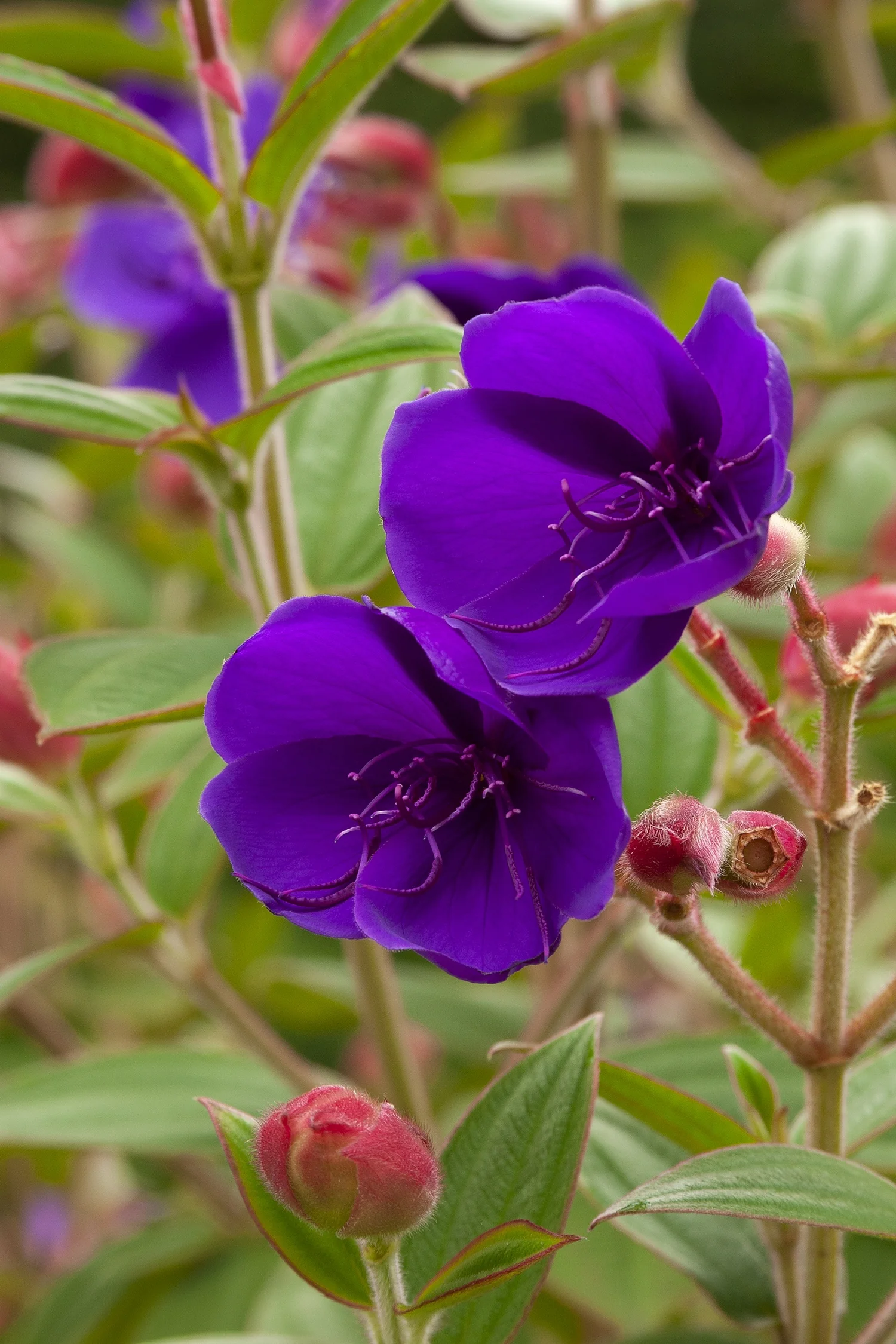 Princess Flower