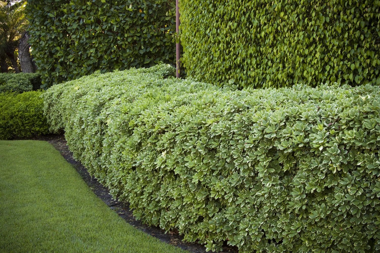 Variegated Japanese Pittosporum