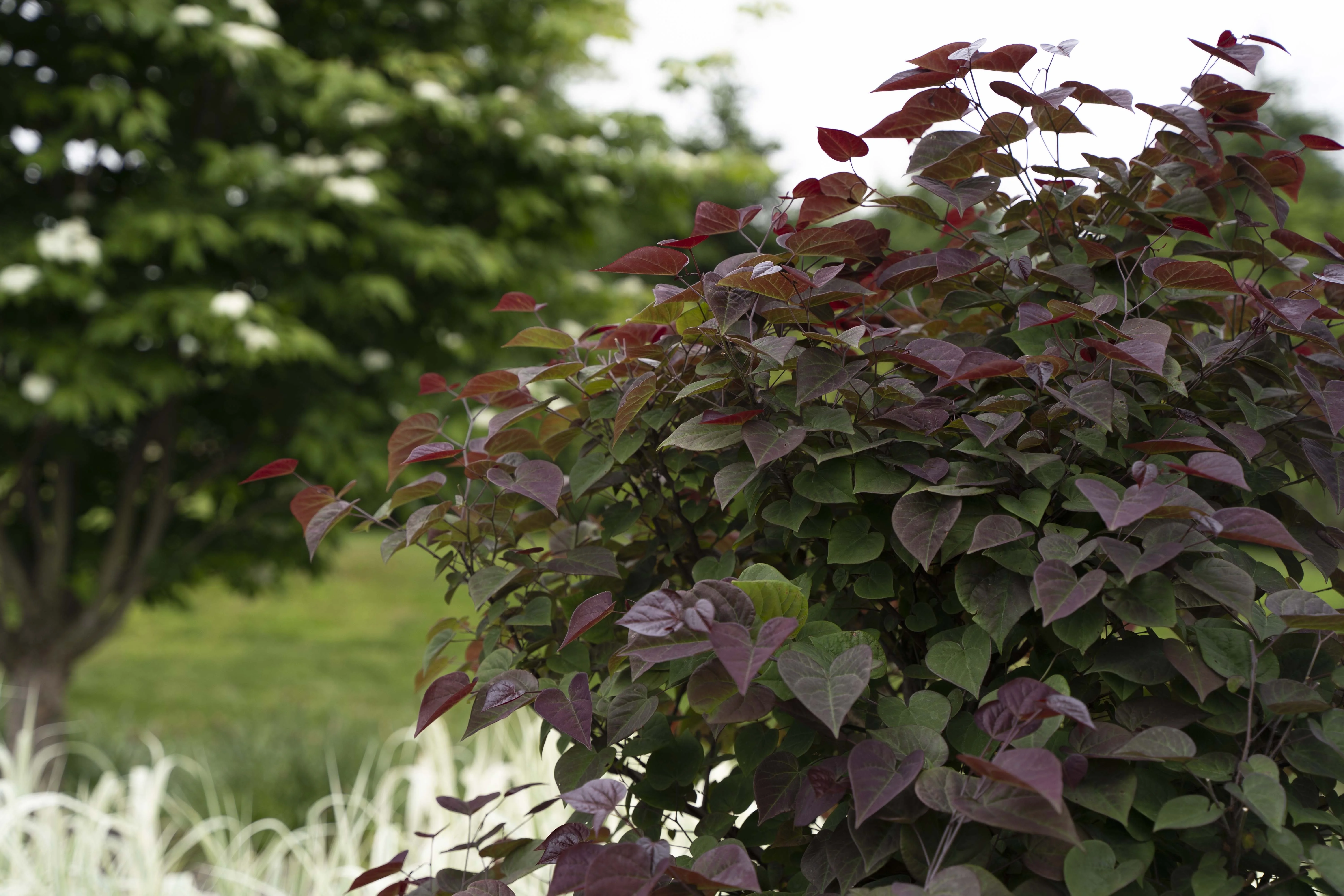 Garden Gems™ Amethyst Redbud 3 Garden Gems™ Amethyst Redbud