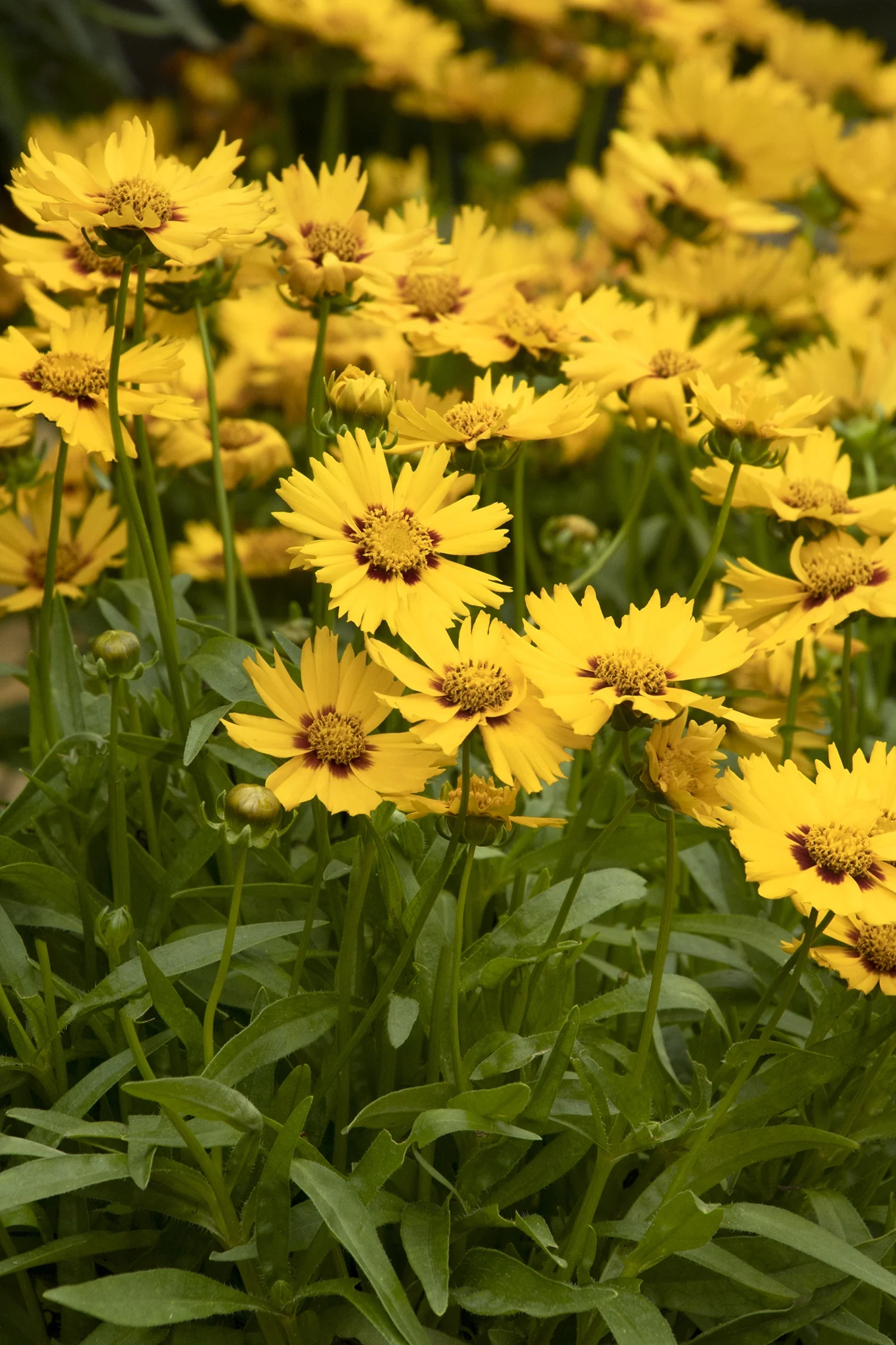 Solanna™ Bright Touch Coreopsis 5 Solanna™ Bright Touch Coreopsis