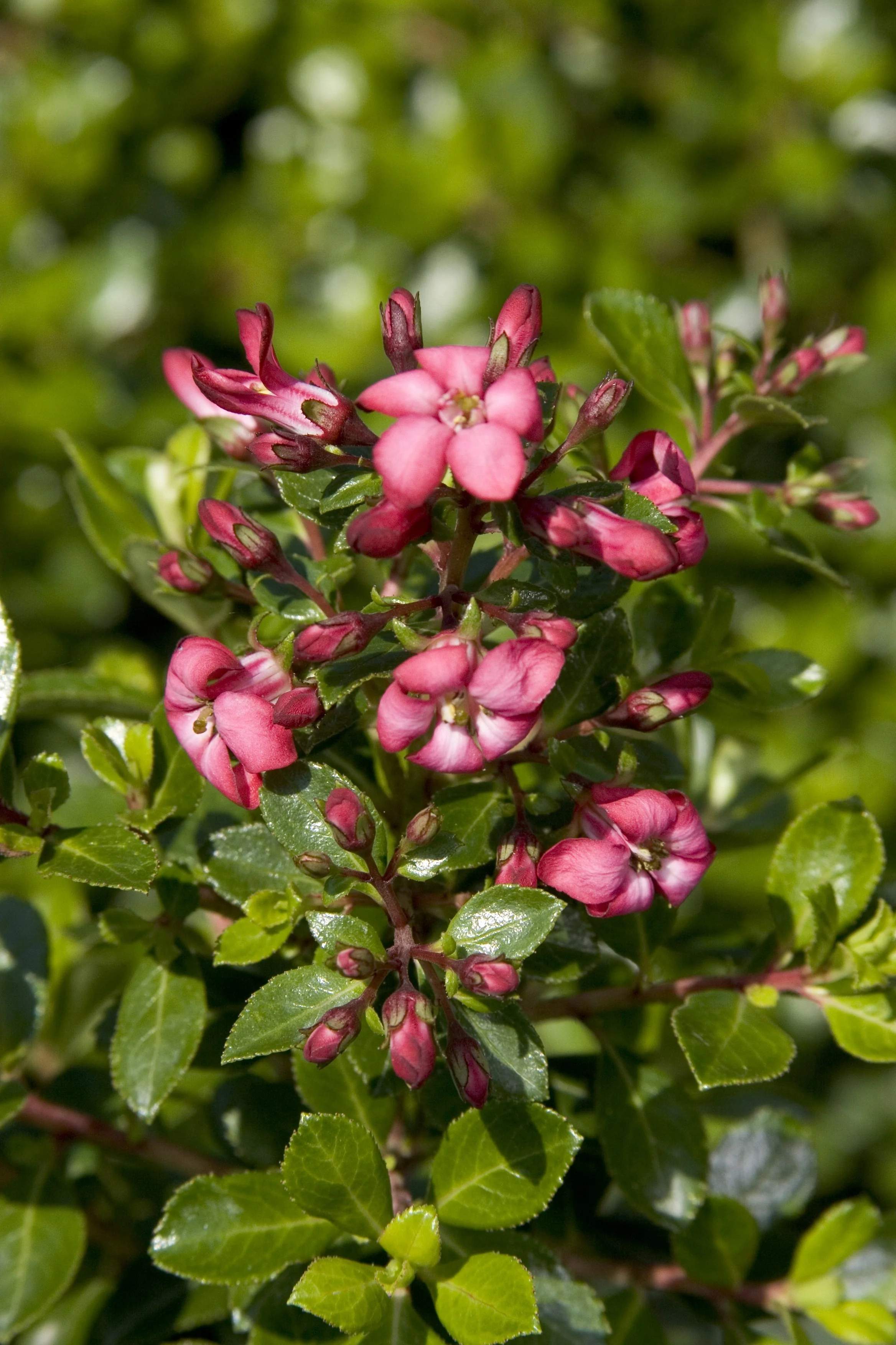 Compact Escallonia 1 Compact Escallonia