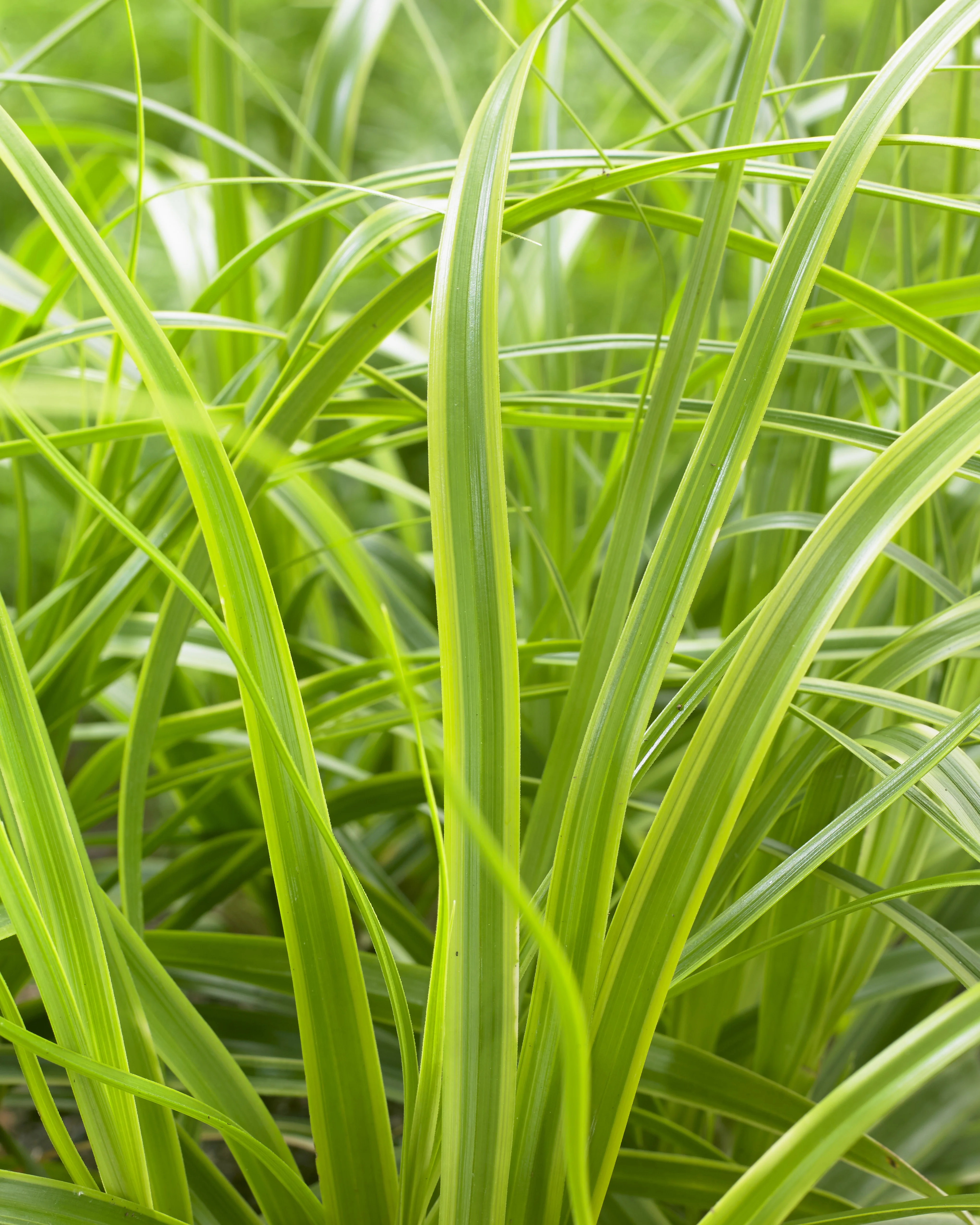 EverColor® Everlime Variegated Sedge