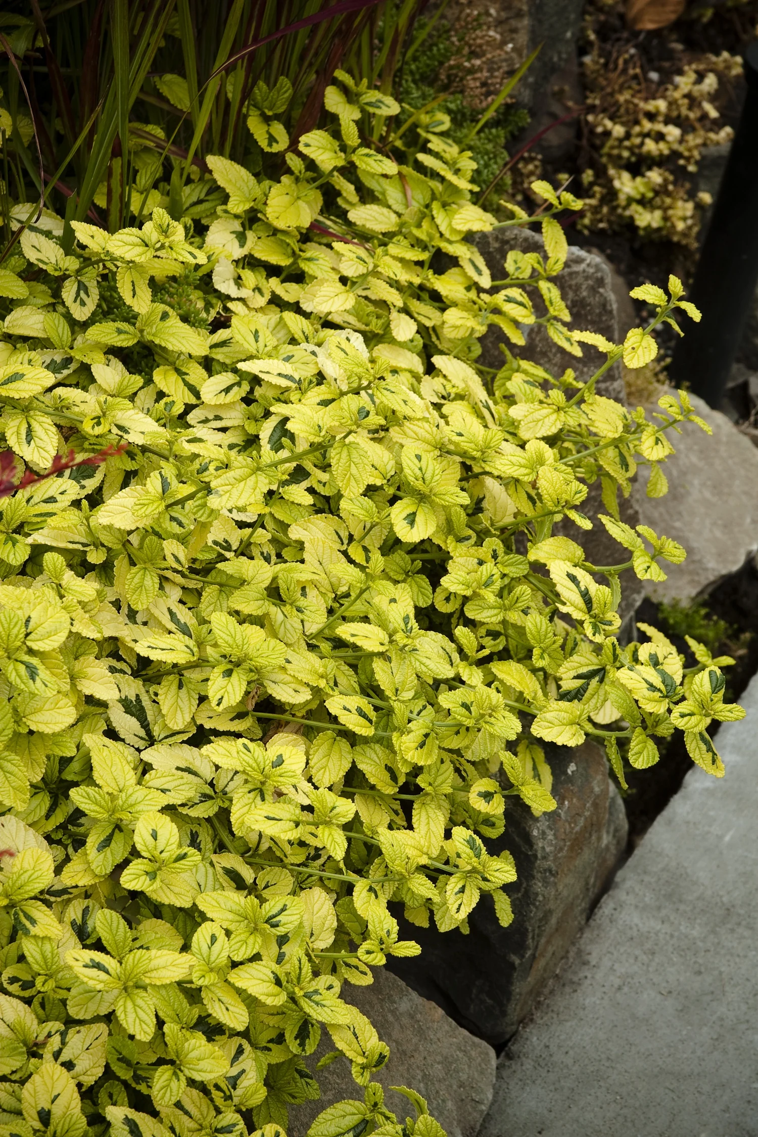 Diamond Heights Variegated Carmel Creeper 1 Diamond Heights Variegated Carmel Creeper