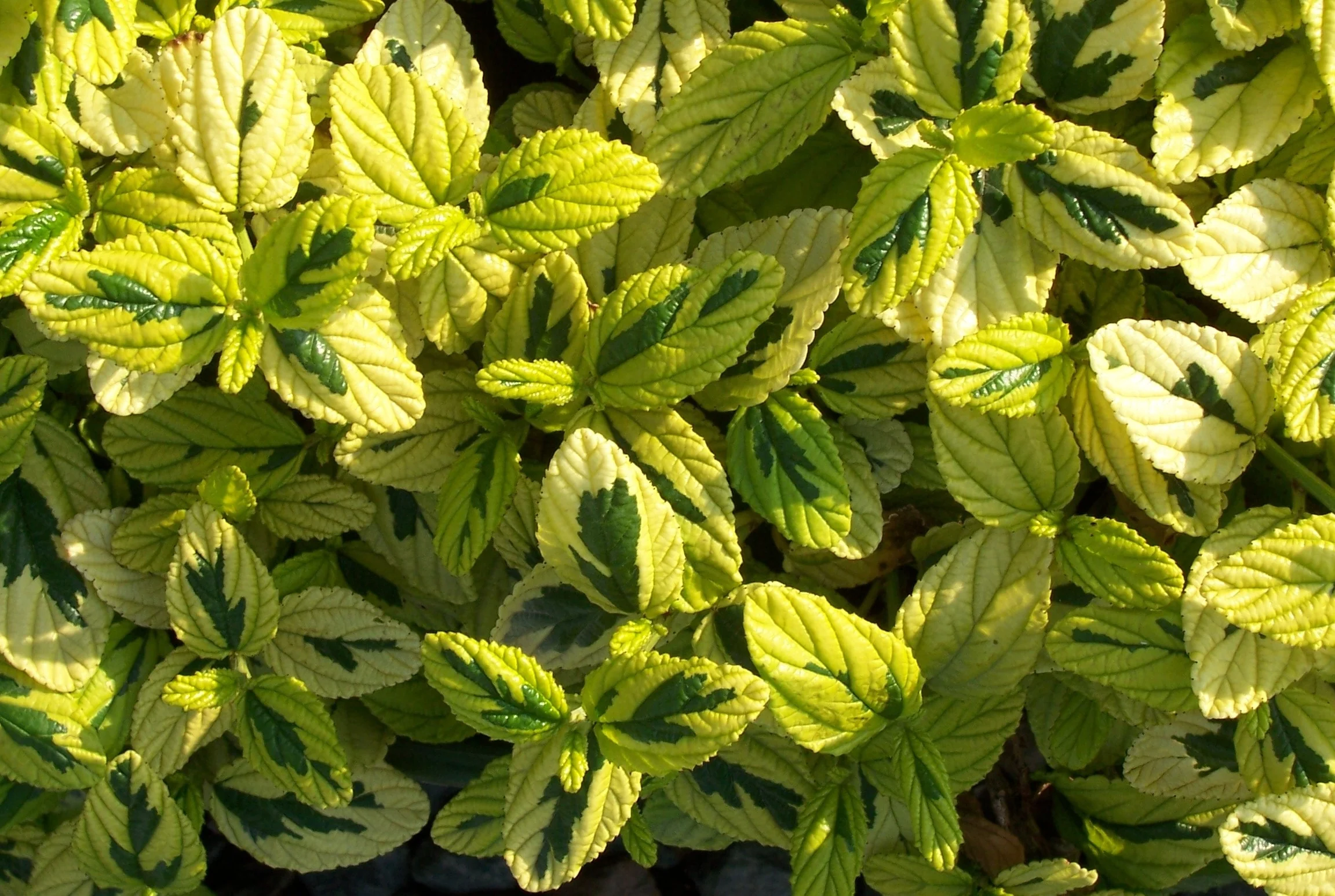 Diamond Heights Variegated Carmel Creeper 2 Diamond Heights Variegated Carmel Creeper
