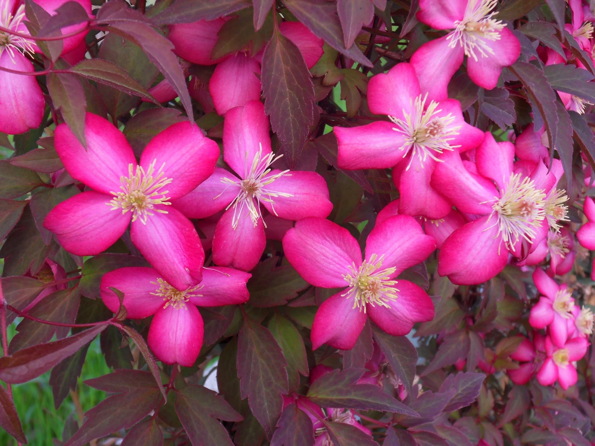 Red Velvet Truffle Clematis 1 Red Velvet Truffle Clematis