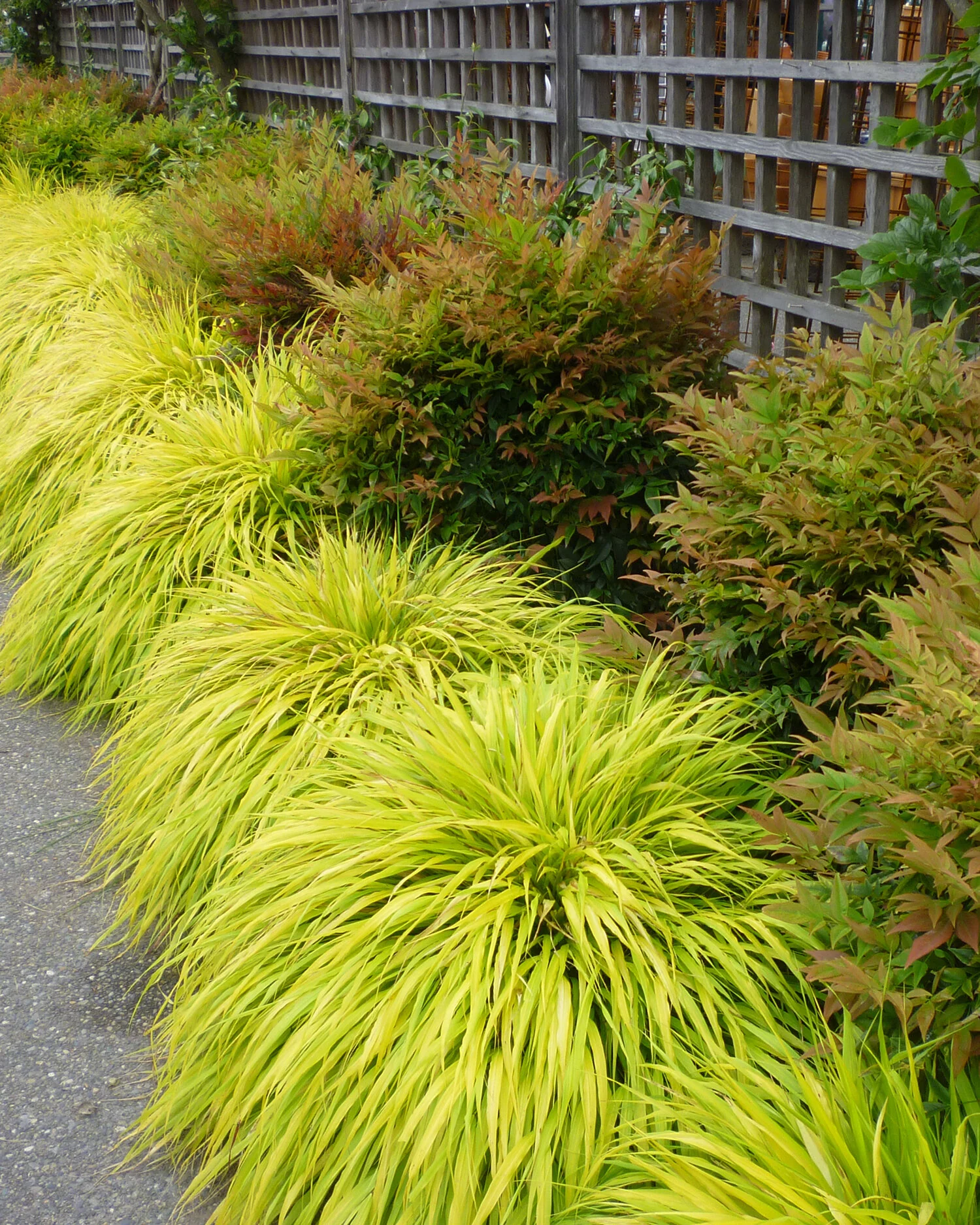 All Gold Japanese Forest Grass
