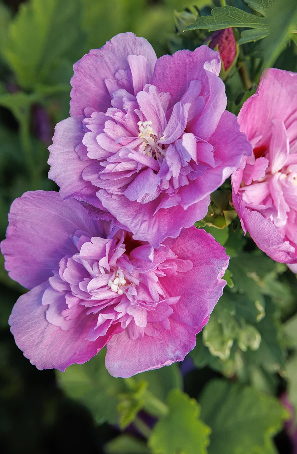 Chateau® de Saumur Rose of Sharon