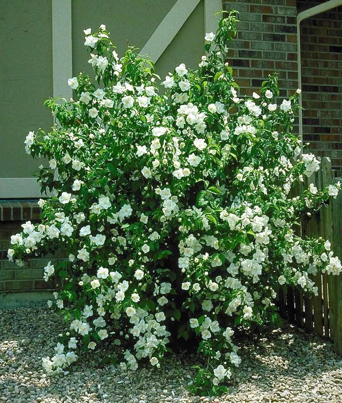 Mock Orange 4 Mock Orange