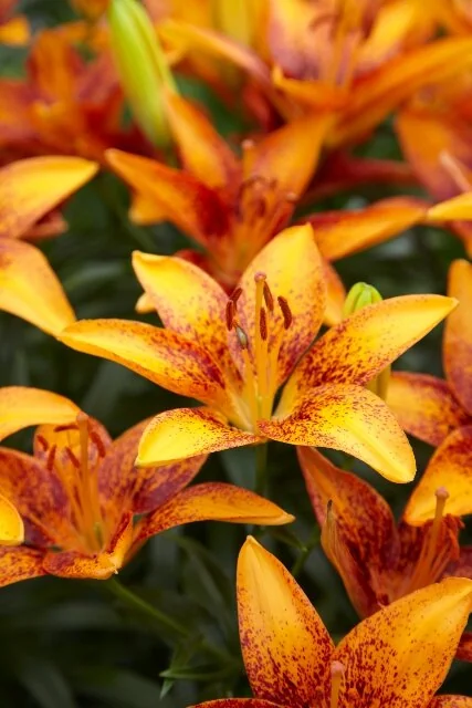 Lily Looks™ Tiny Orange Sensation Asiatic Lily 3 Lily Looks™ Tiny Orange Sensation Asiatic Lily