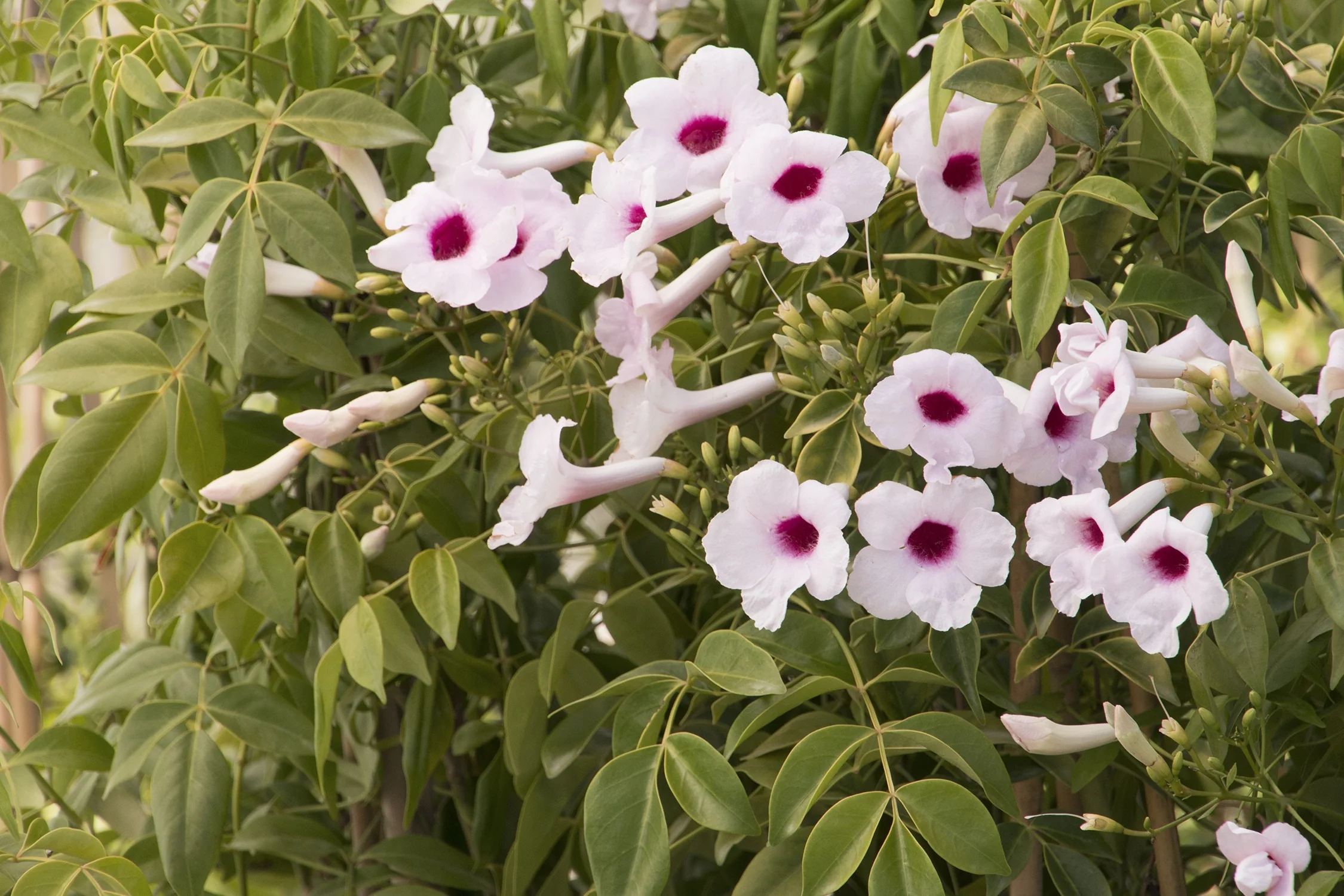 Pink Bower Vine
