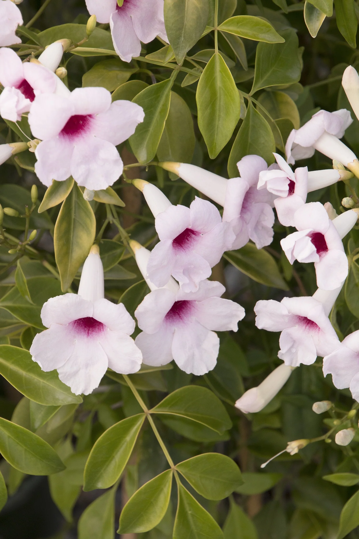 Pink Bower Vine