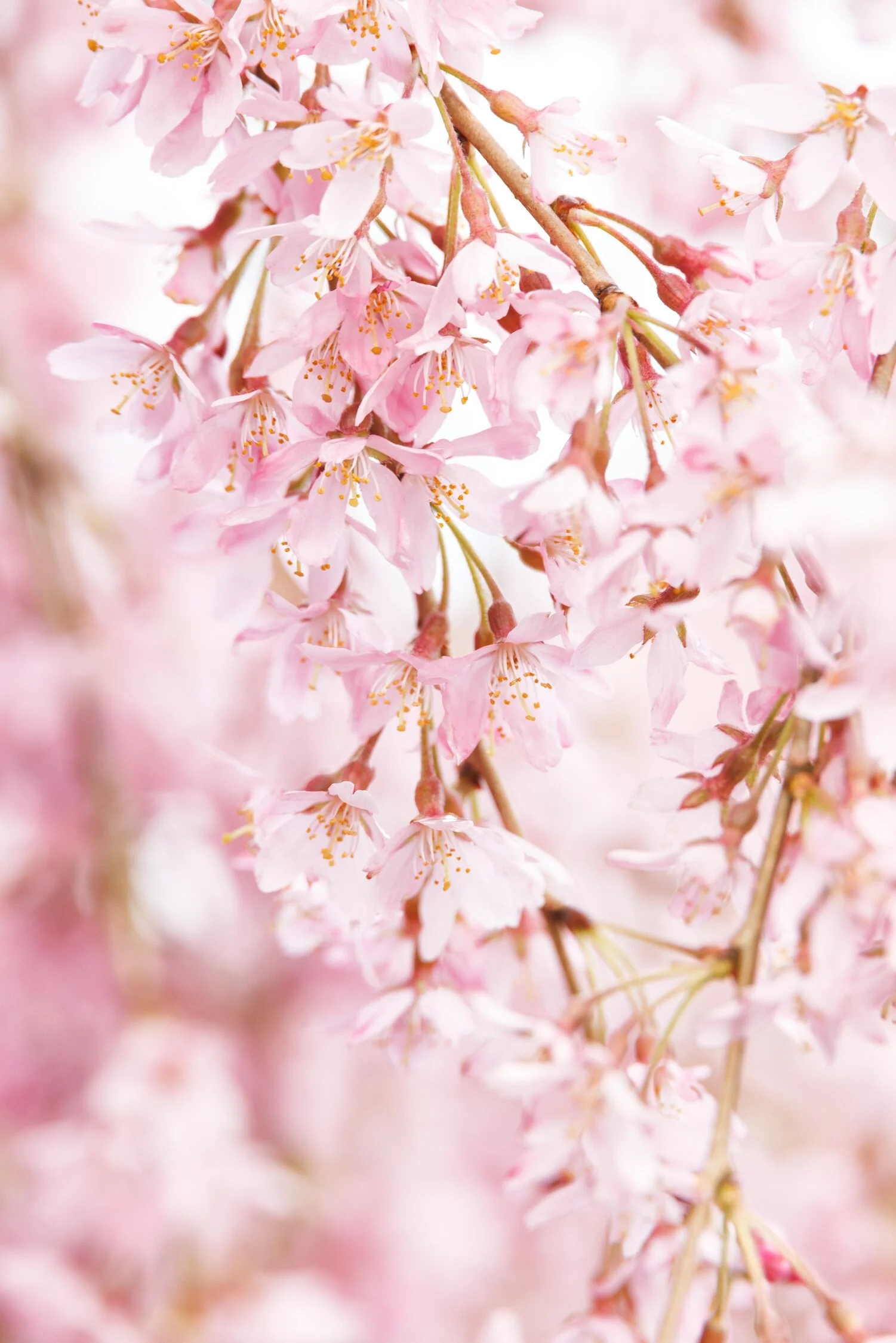 Weeping Higan Flowering Cherry