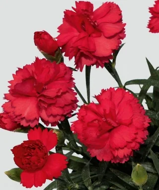 SuperTrouper™ Scarlet Red Dianthus 1 SuperTrouper™ Scarlet Red Dianthus