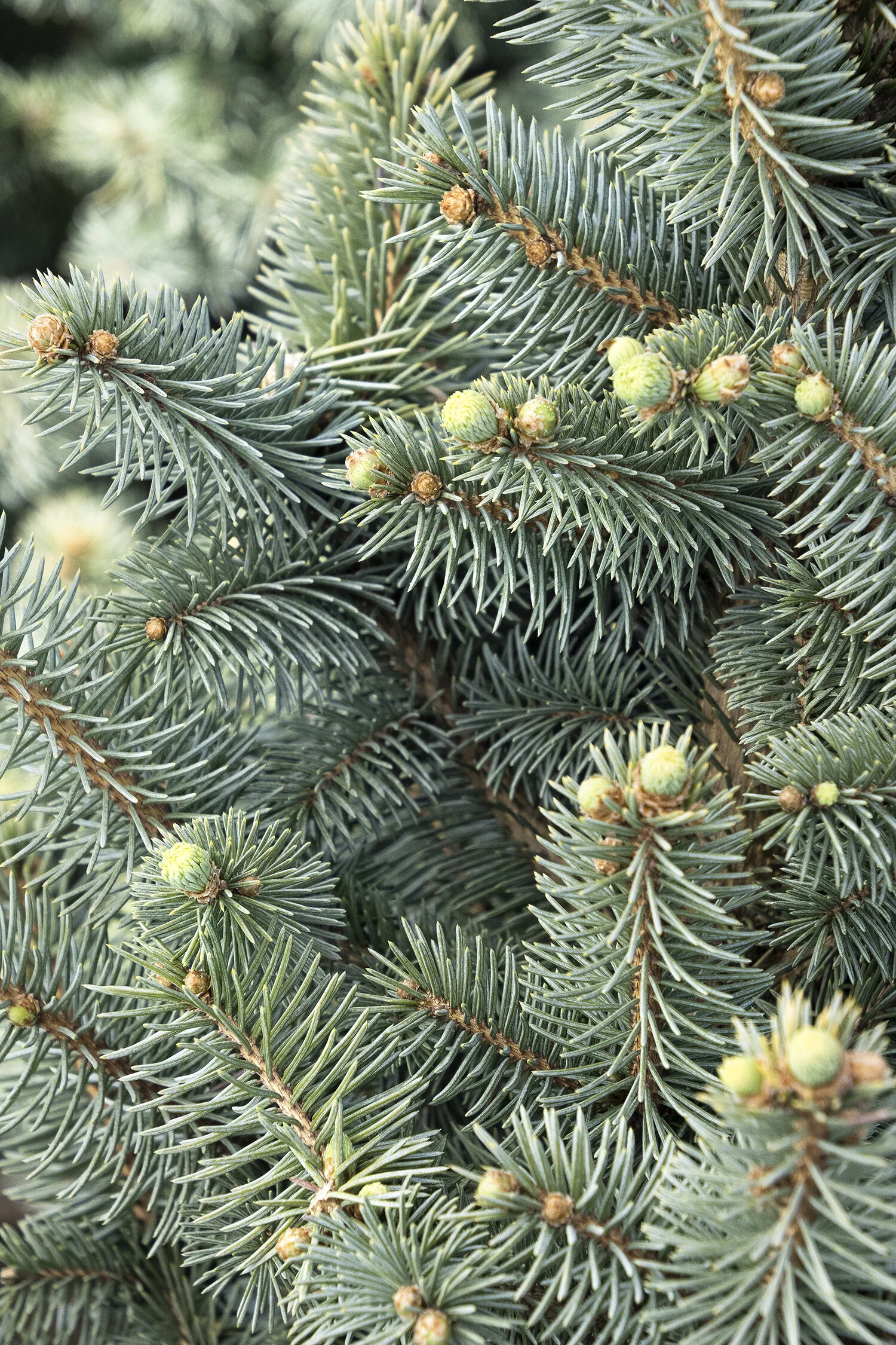 JeanGenie™ Colorado Blue Spruce 1 JeanGenie™ Colorado Blue Spruce