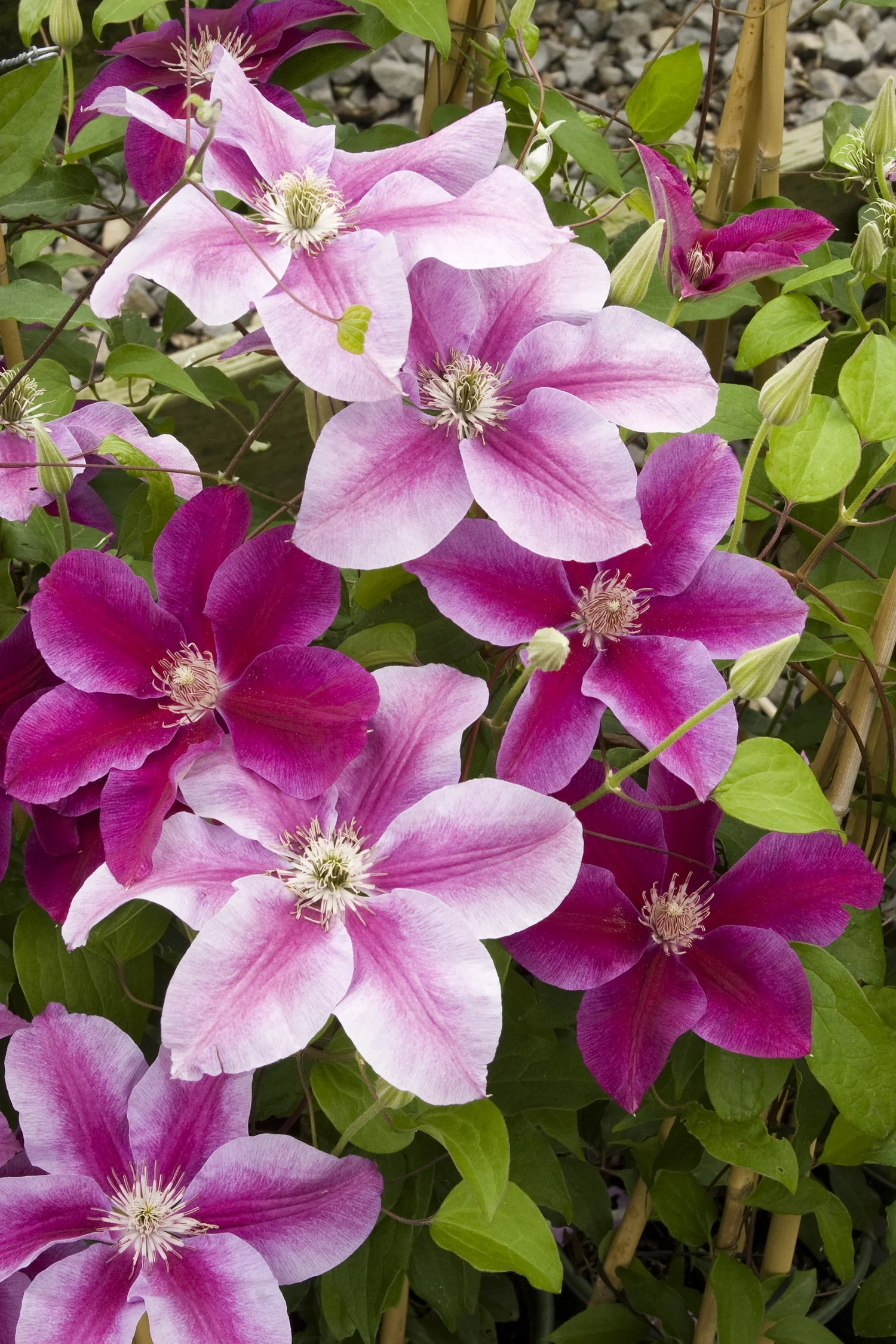 Kilian Donahue Clematis 5 Kilian Donahue Clematis