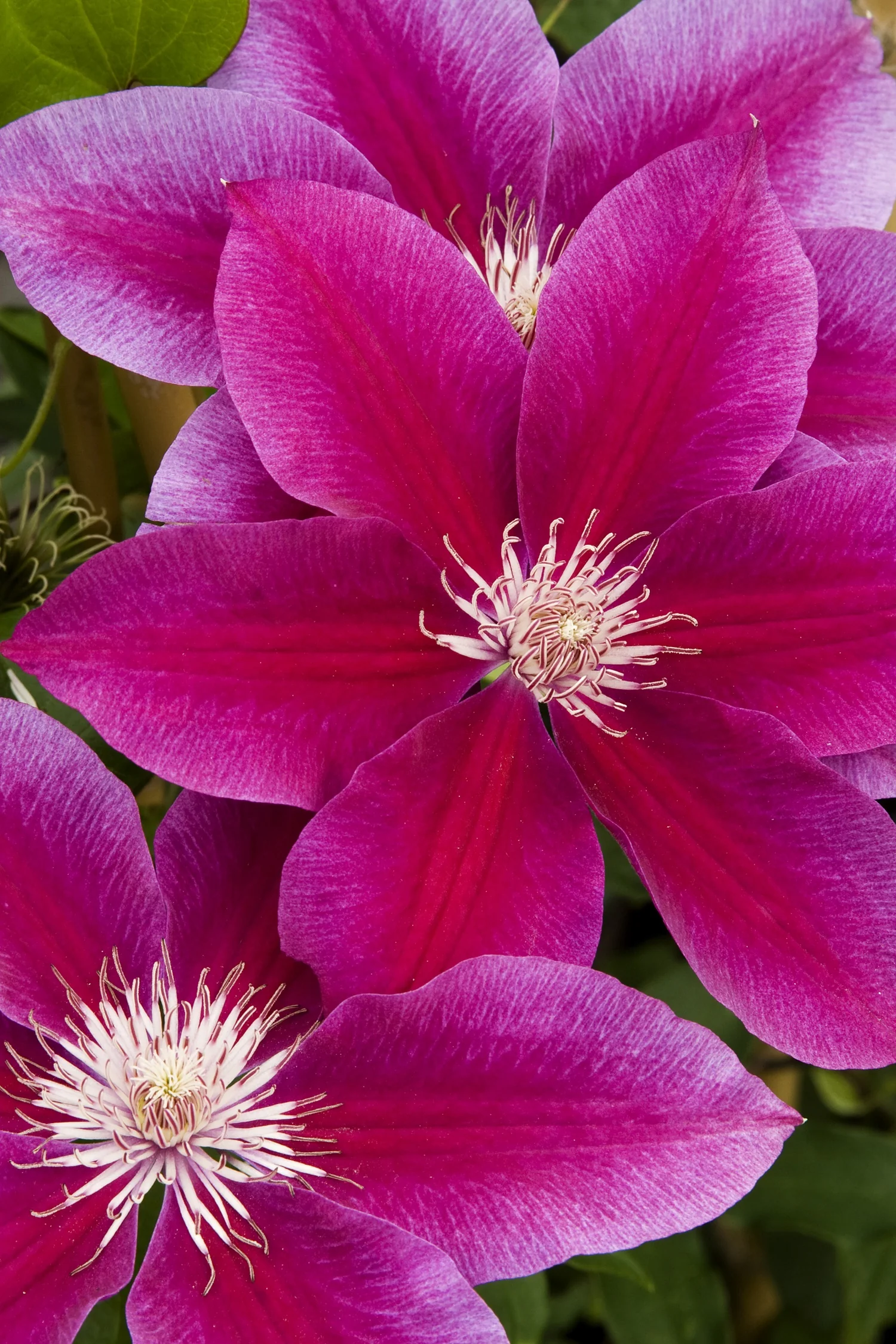 Kilian Donahue Clematis