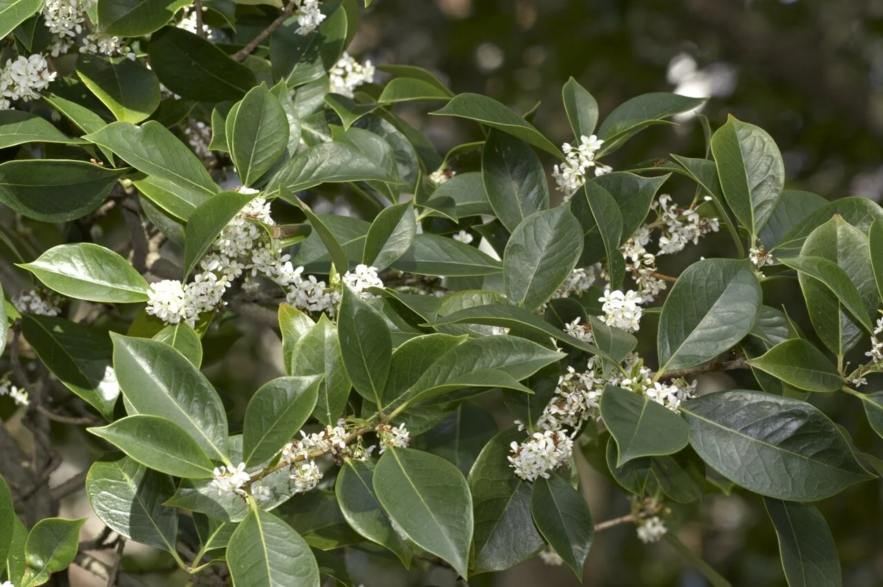 Sweet Osmanthus 9 Sweet Osmanthus