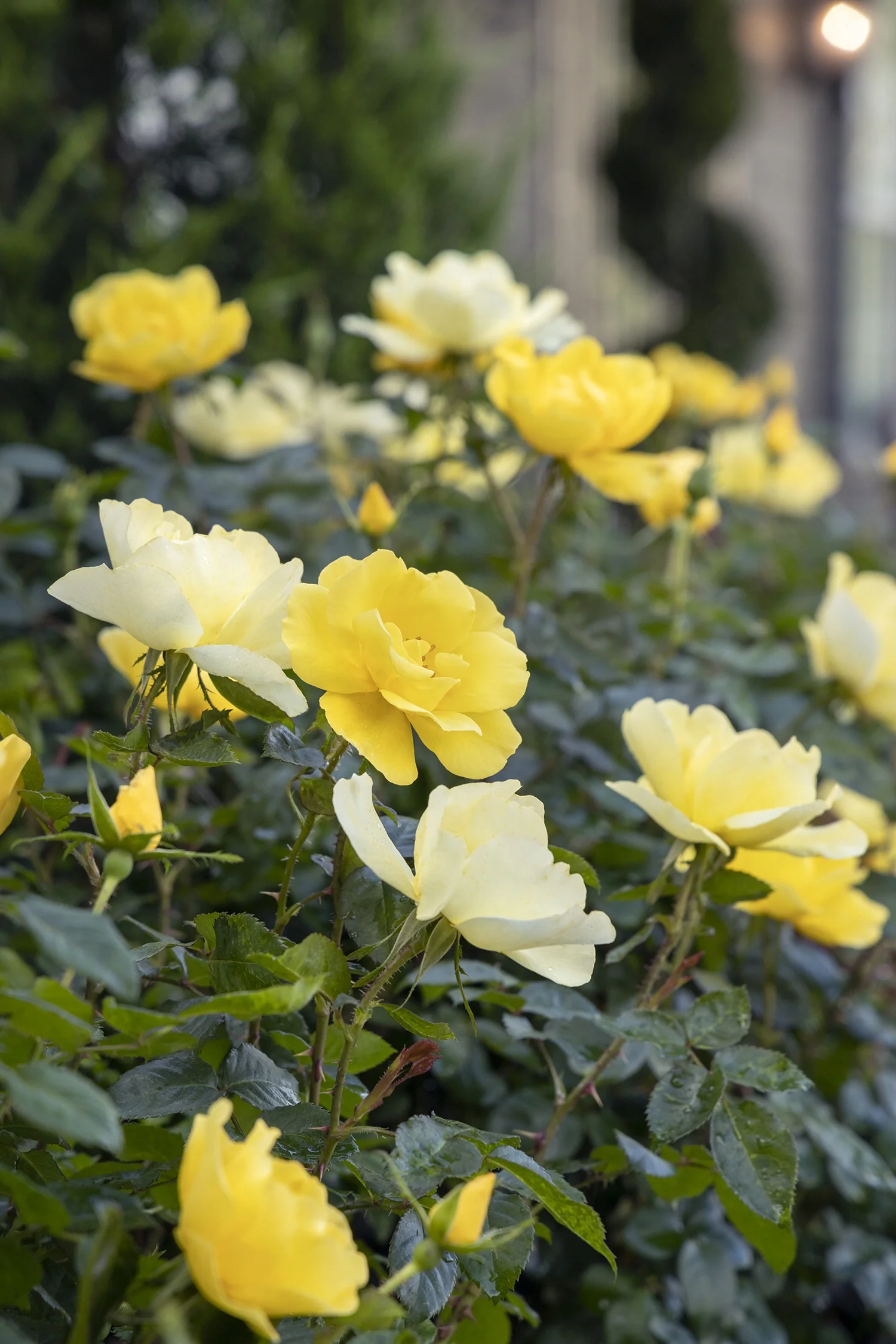 Grace N' Grit™ Yellow Shrub Rose