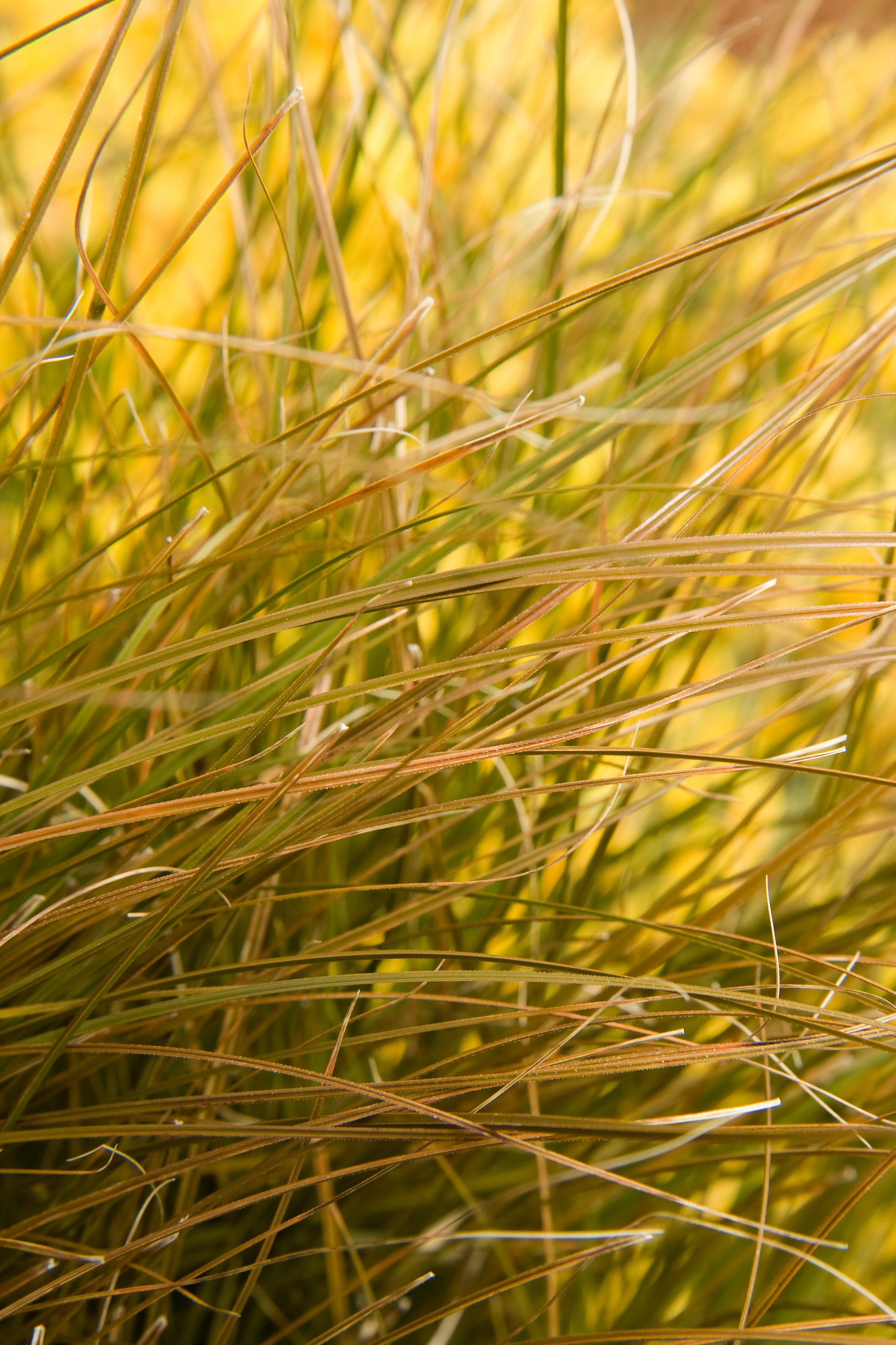 Orange New Zealand Sedge