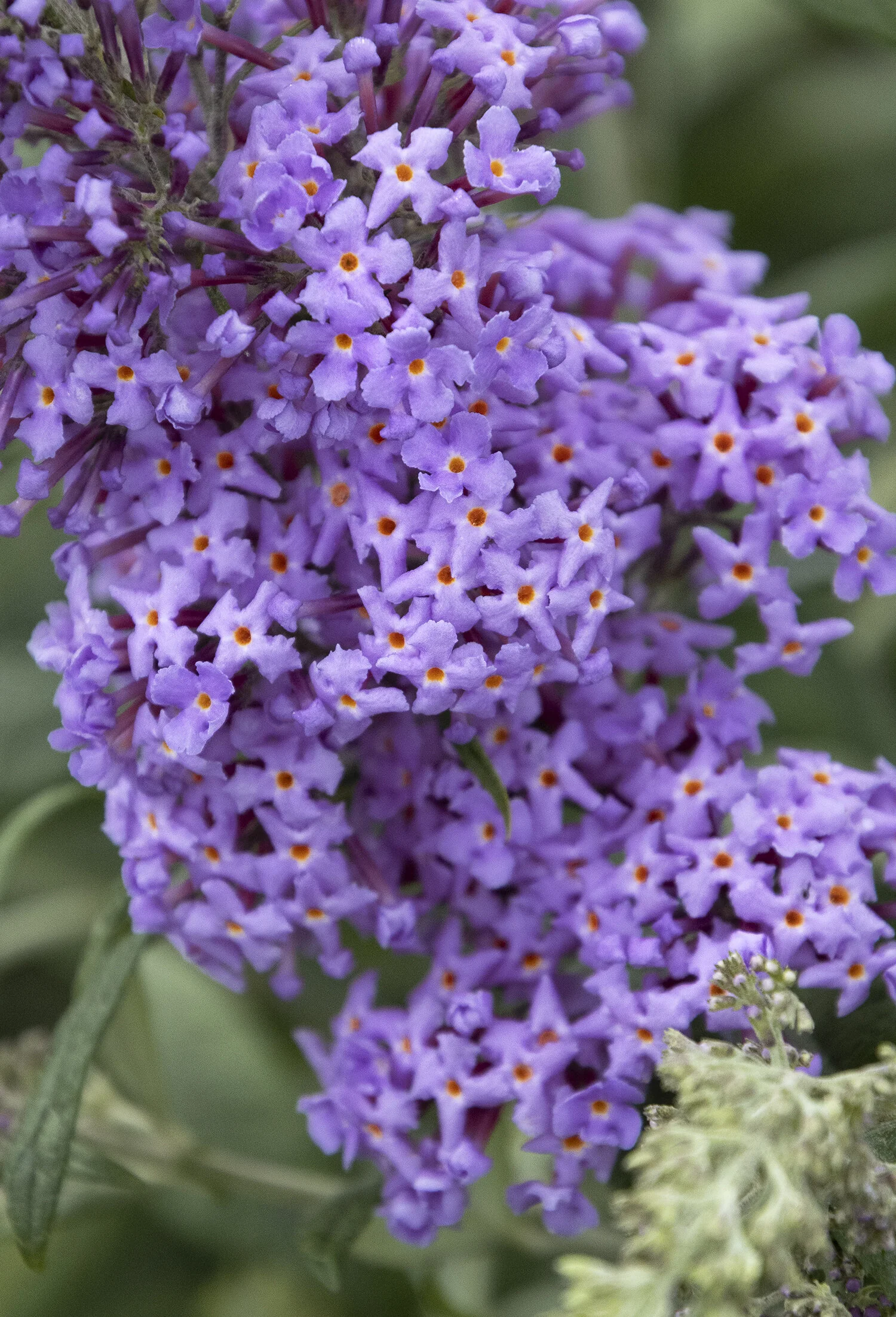True Blue Butterfly Bush 5 True Blue Butterfly Bush