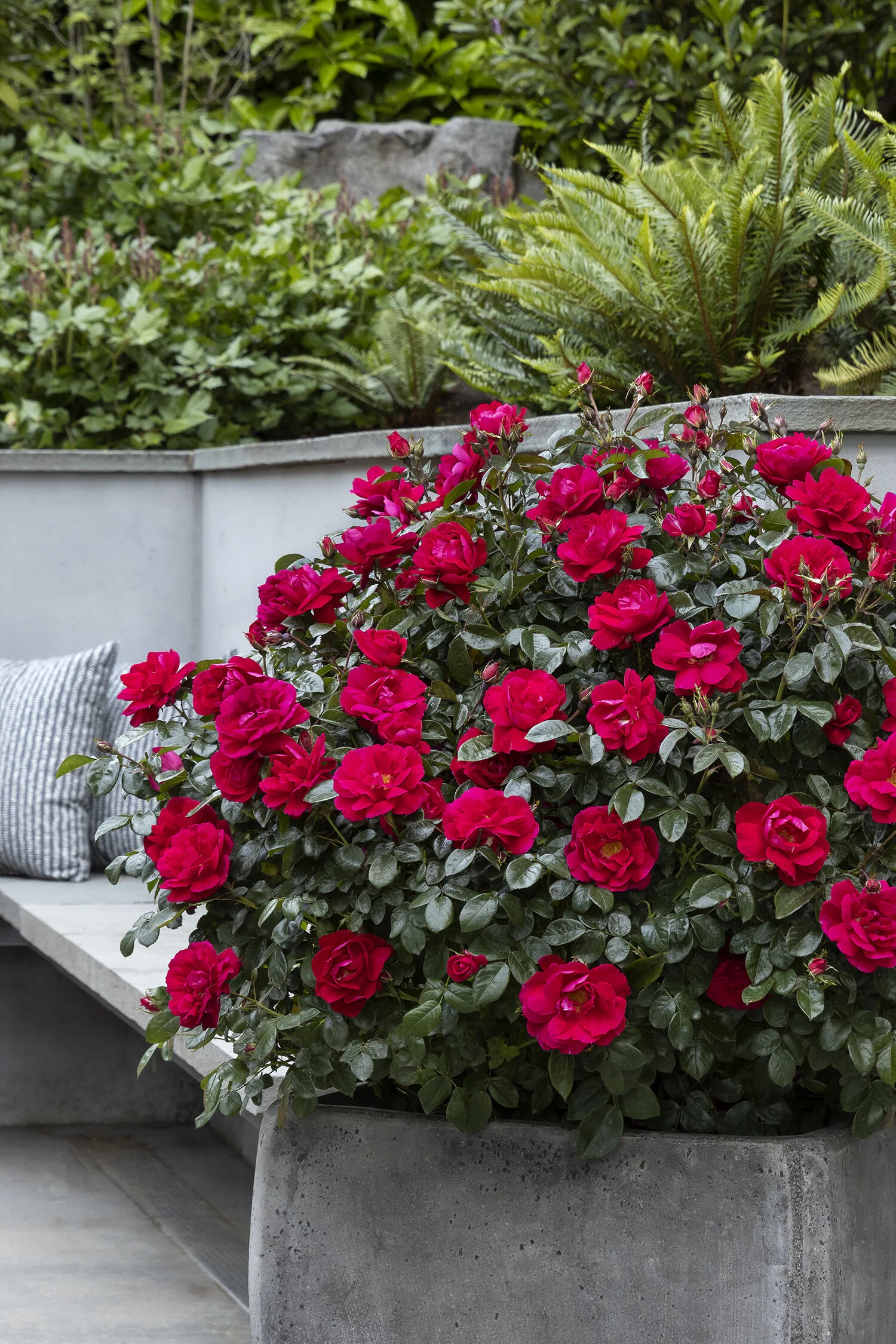 Grace N' Grit™ Pink Shrub Rose