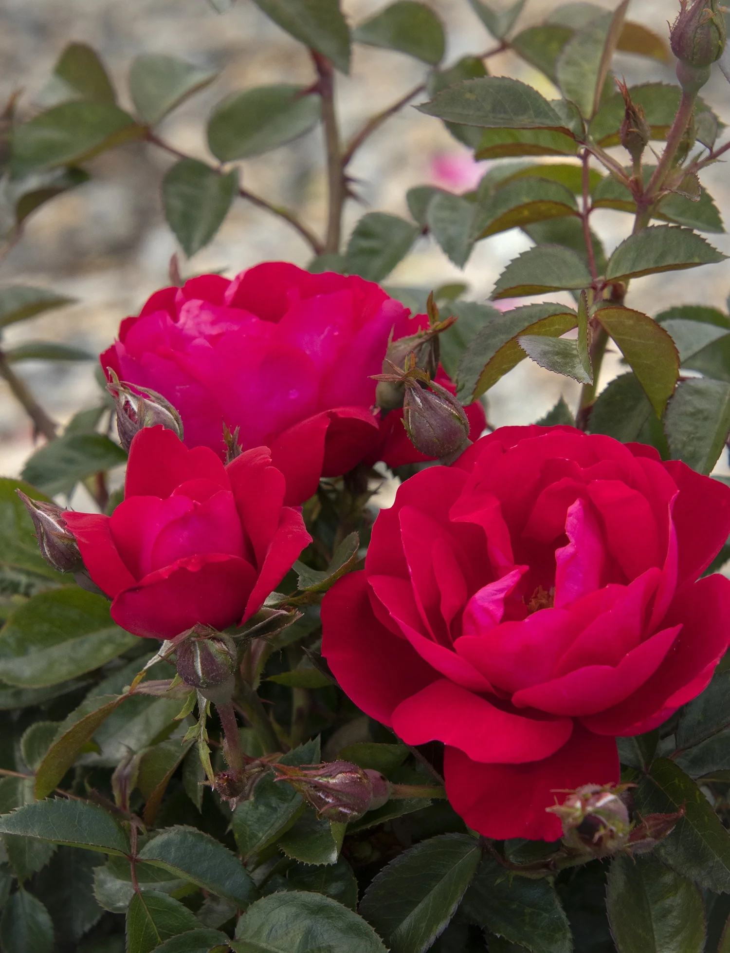 Grace N' Grit™ Pink Shrub Rose 2 Grace N' Grit™ Pink Shrub Rose