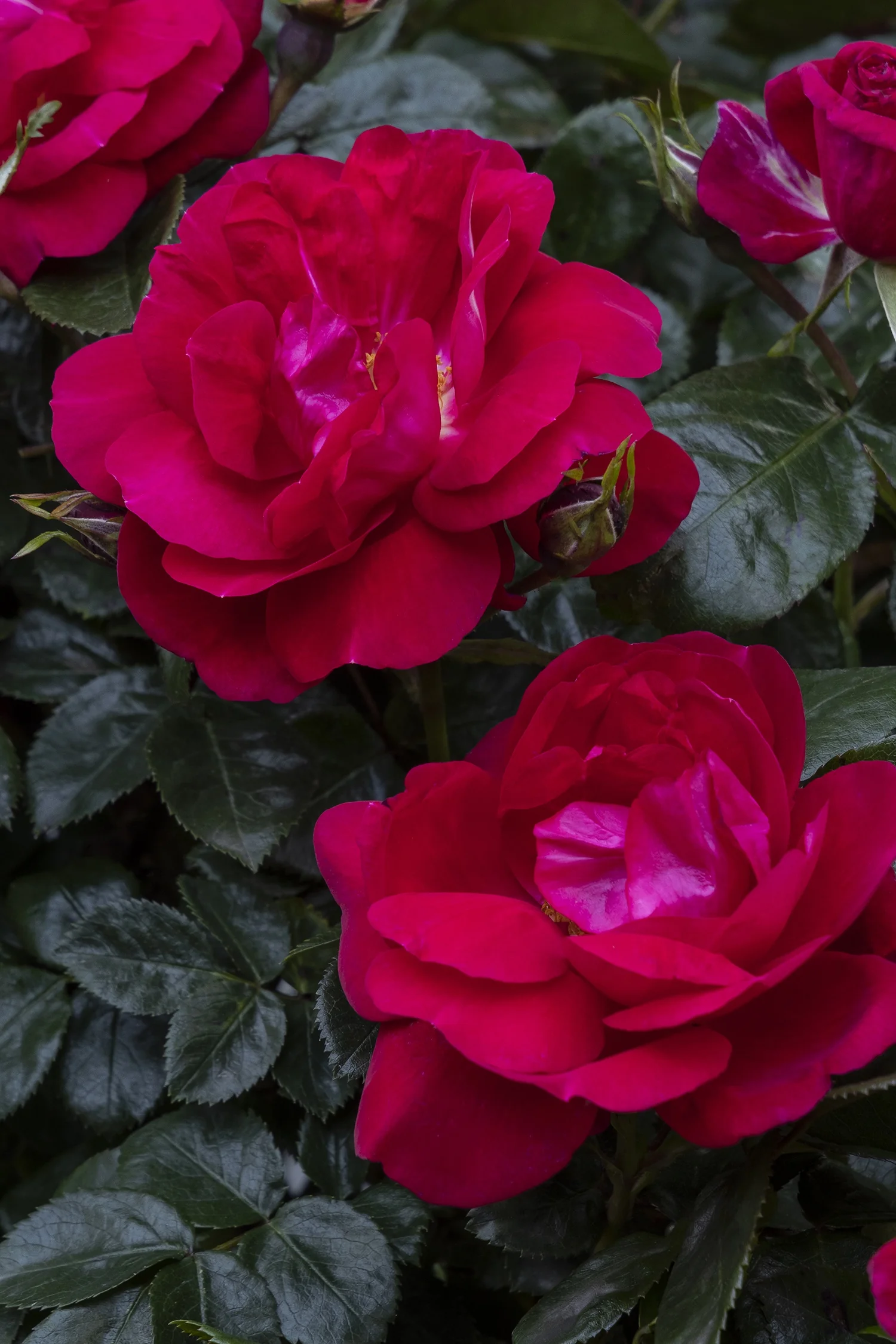 Grace N' Grit™ Pink Shrub Rose 3 Grace N' Grit™ Pink Shrub Rose