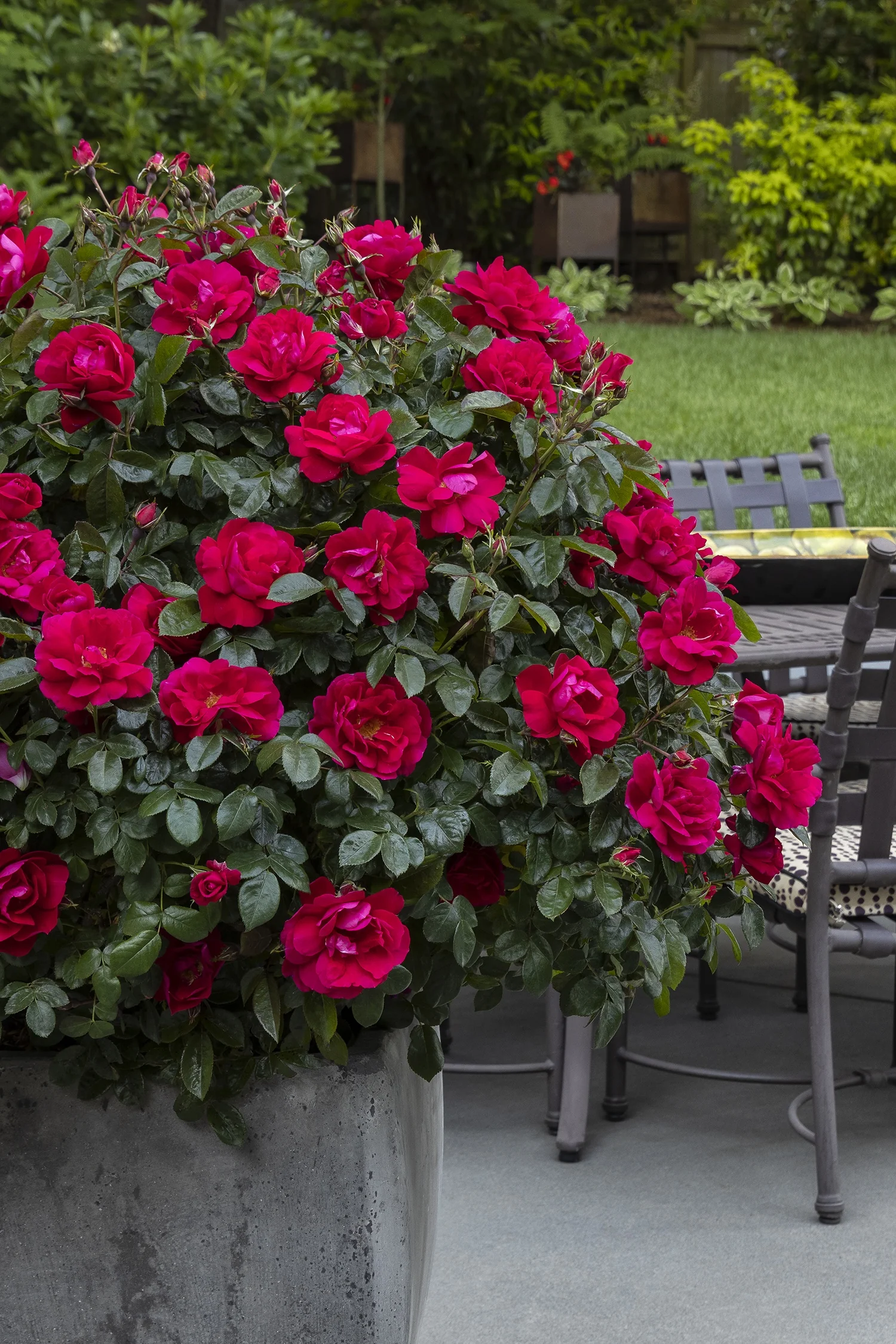 Grace N' Grit™ Pink Shrub Rose 4 Grace N' Grit™ Pink Shrub Rose