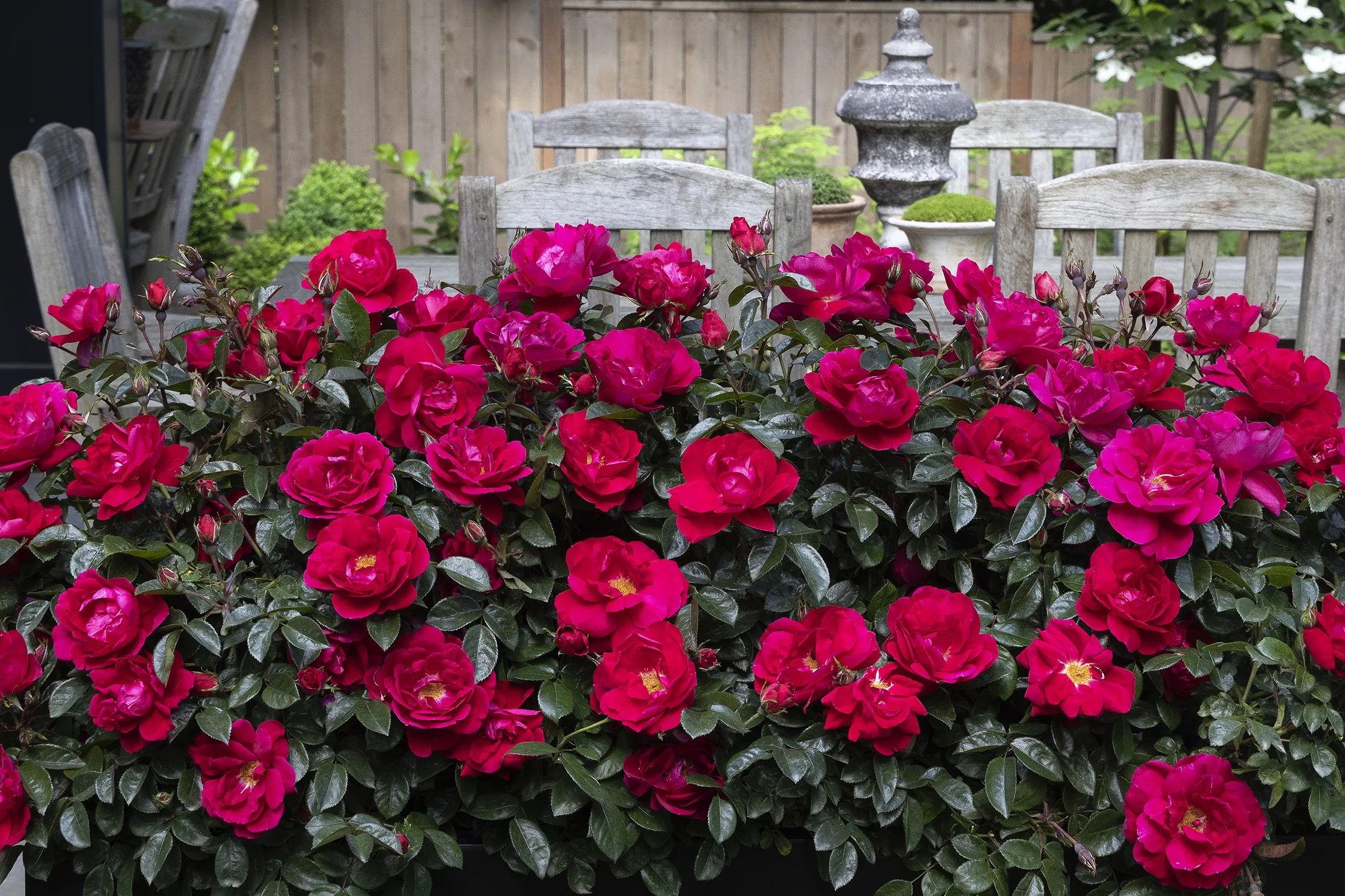 Grace N' Grit™ Pink Shrub Rose 5 Grace N' Grit™ Pink Shrub Rose