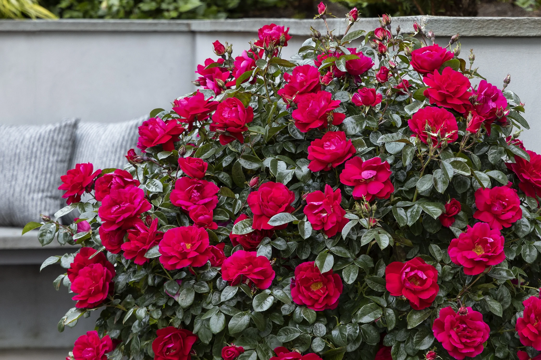 Grace N' Grit™ Pink Shrub Rose 6 Grace N' Grit™ Pink Shrub Rose