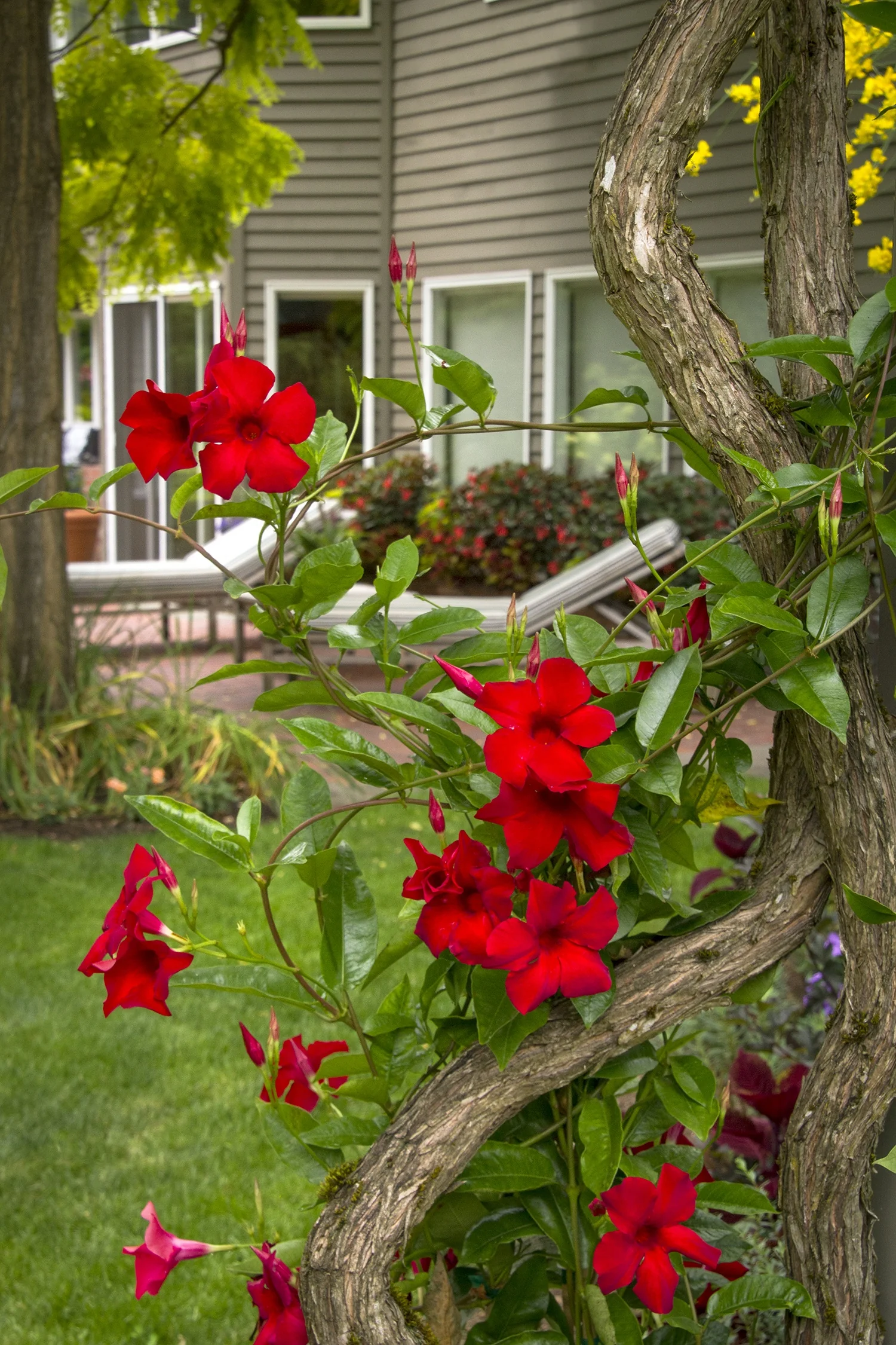 Sun Parasol® Giant Crimson Mandevilla 1 Sun Parasol® Giant Crimson Mandevilla