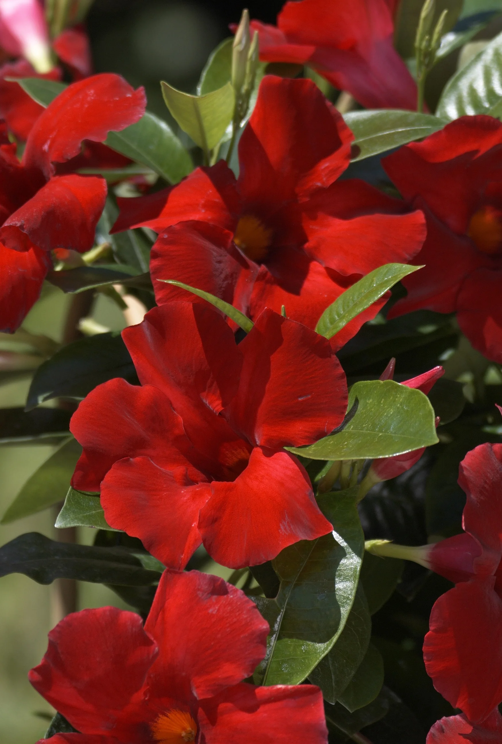 Sun Parasol® Giant Crimson Mandevilla 2 Sun Parasol® Giant Crimson Mandevilla