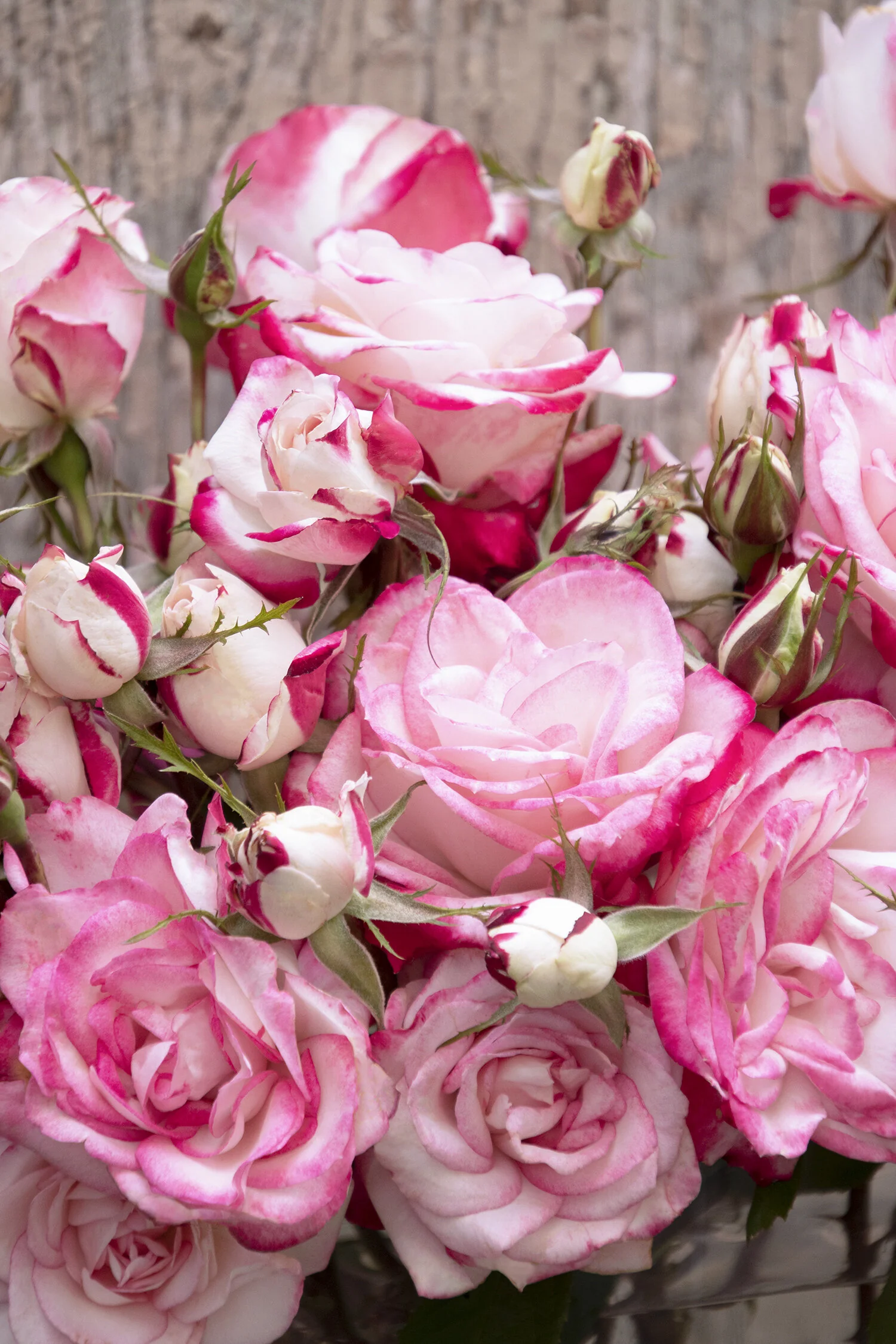 Grace N' Grit™ Pink BiColor Shrub Rose 9 Grace N' Grit™ Pink BiColor Shrub Rose