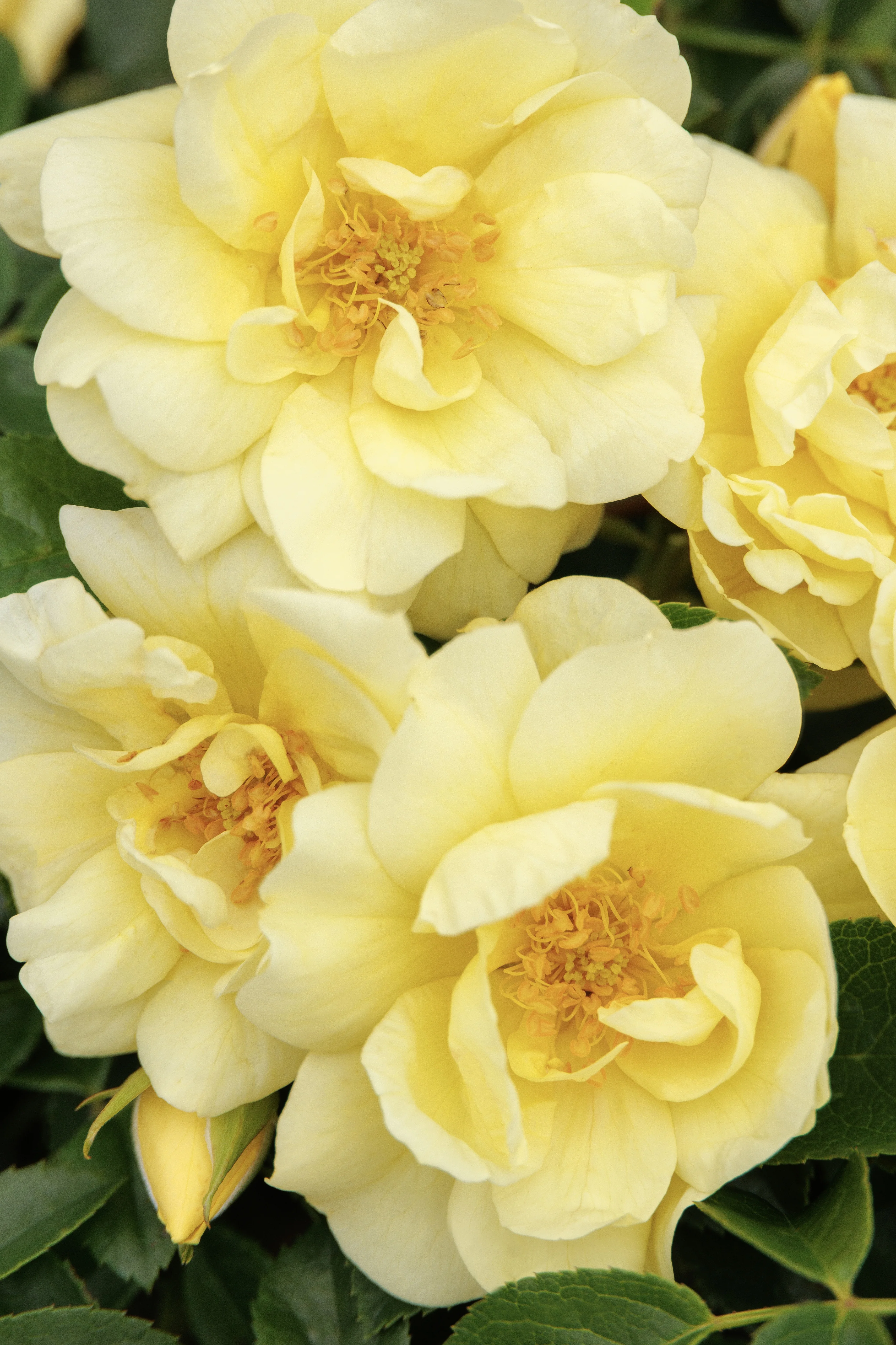 Flower Carpet® Yellow Rose