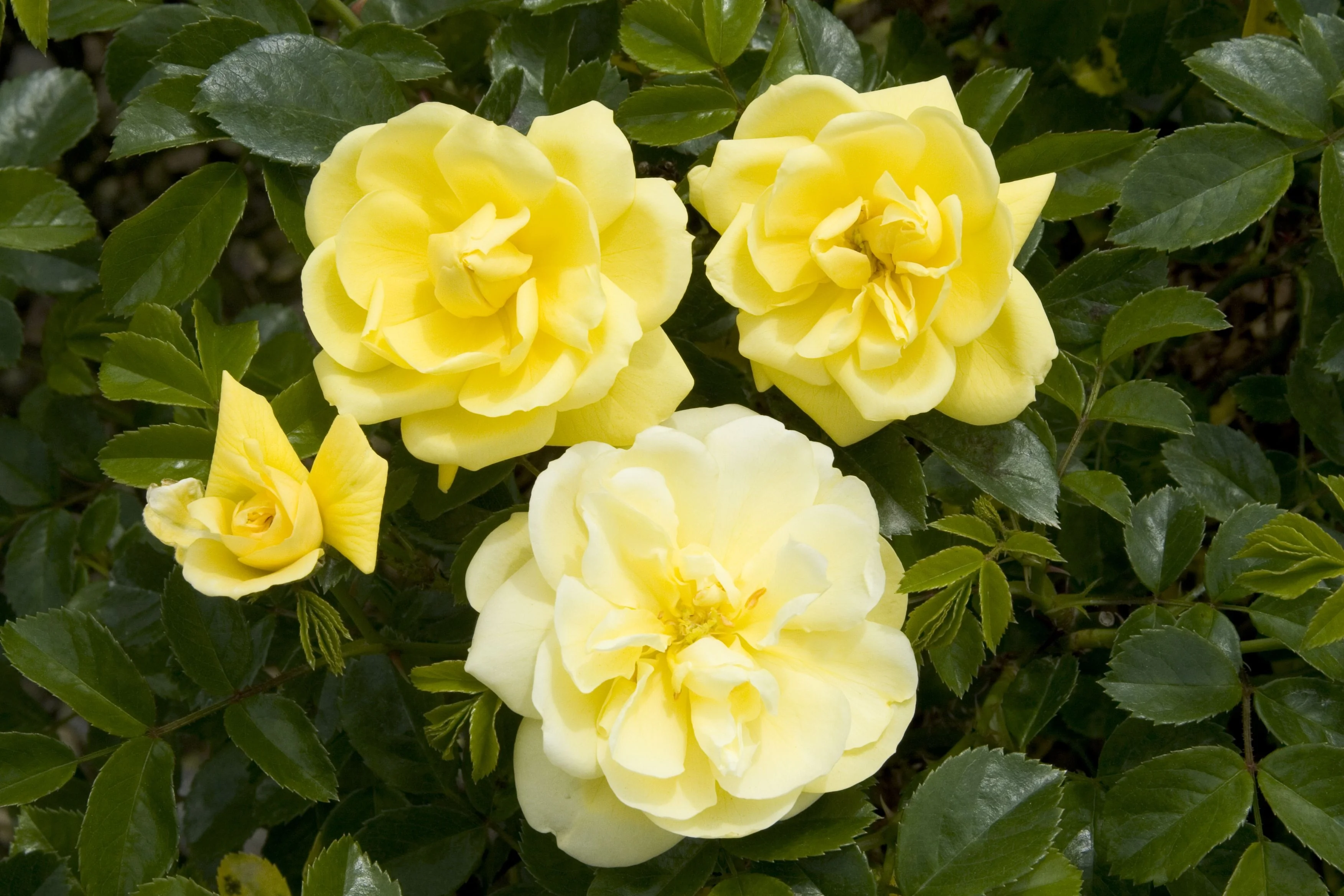 Flower Carpet® Yellow Rose