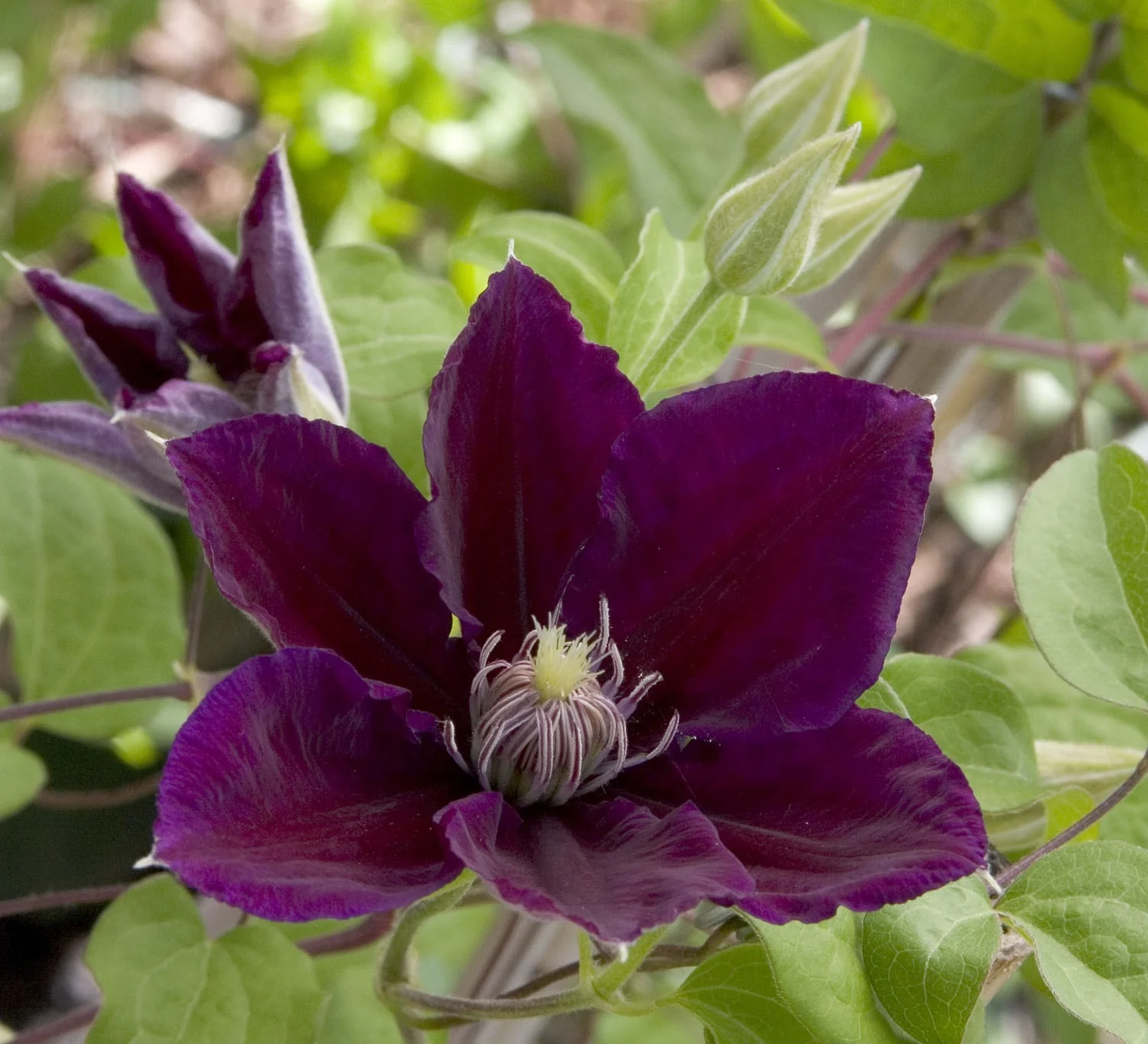 Julka Clematis 4 Julka Clematis