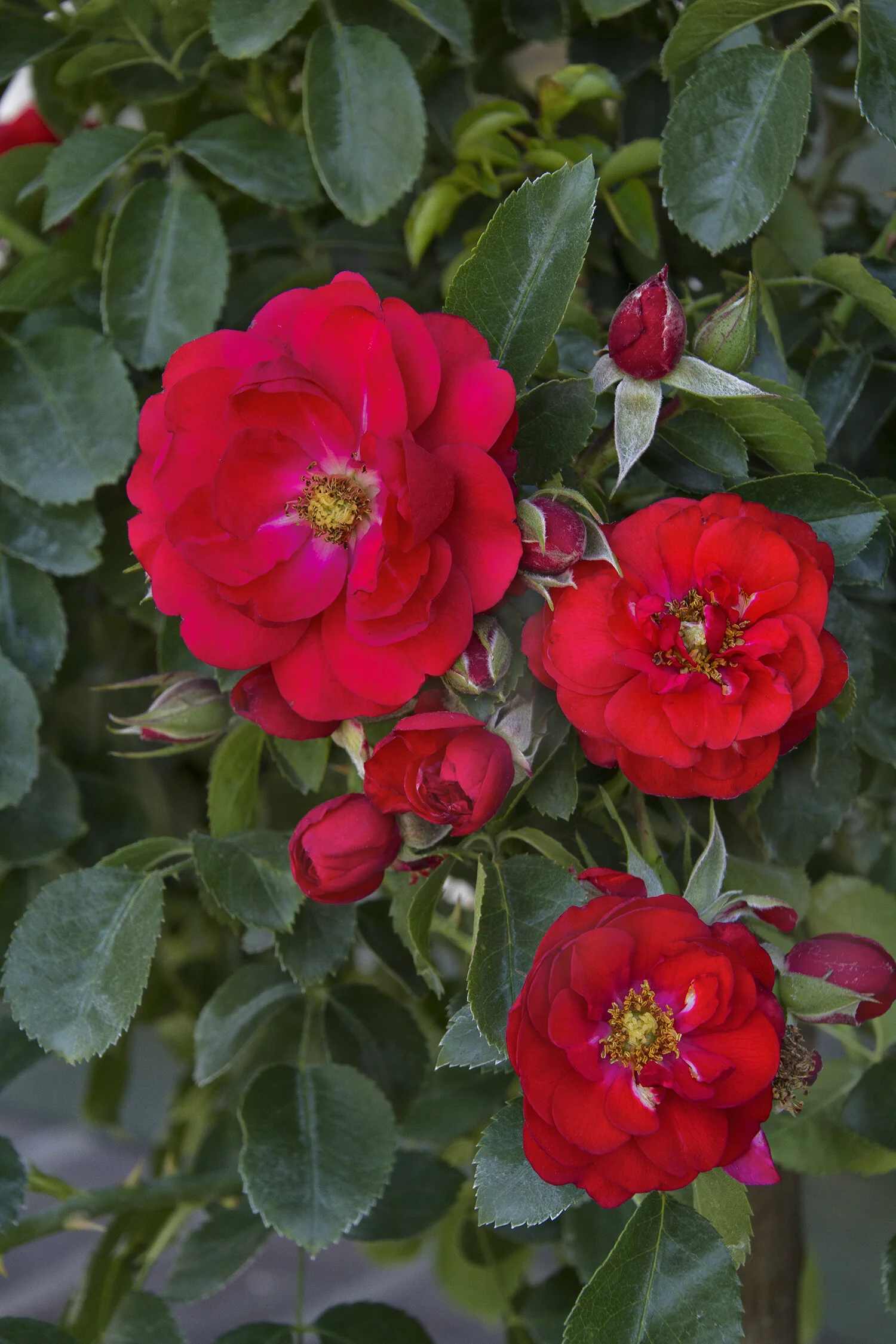 Flower Carpet® Scarlet Rose 1 Flower Carpet® Scarlet Rose