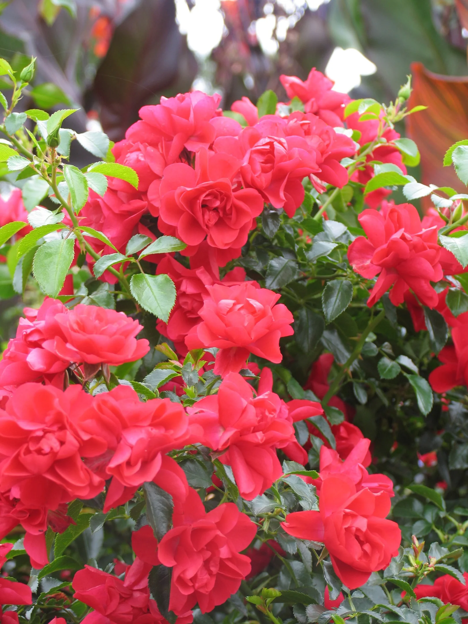Flower Carpet® Scarlet Rose 2 Flower Carpet® Scarlet Rose