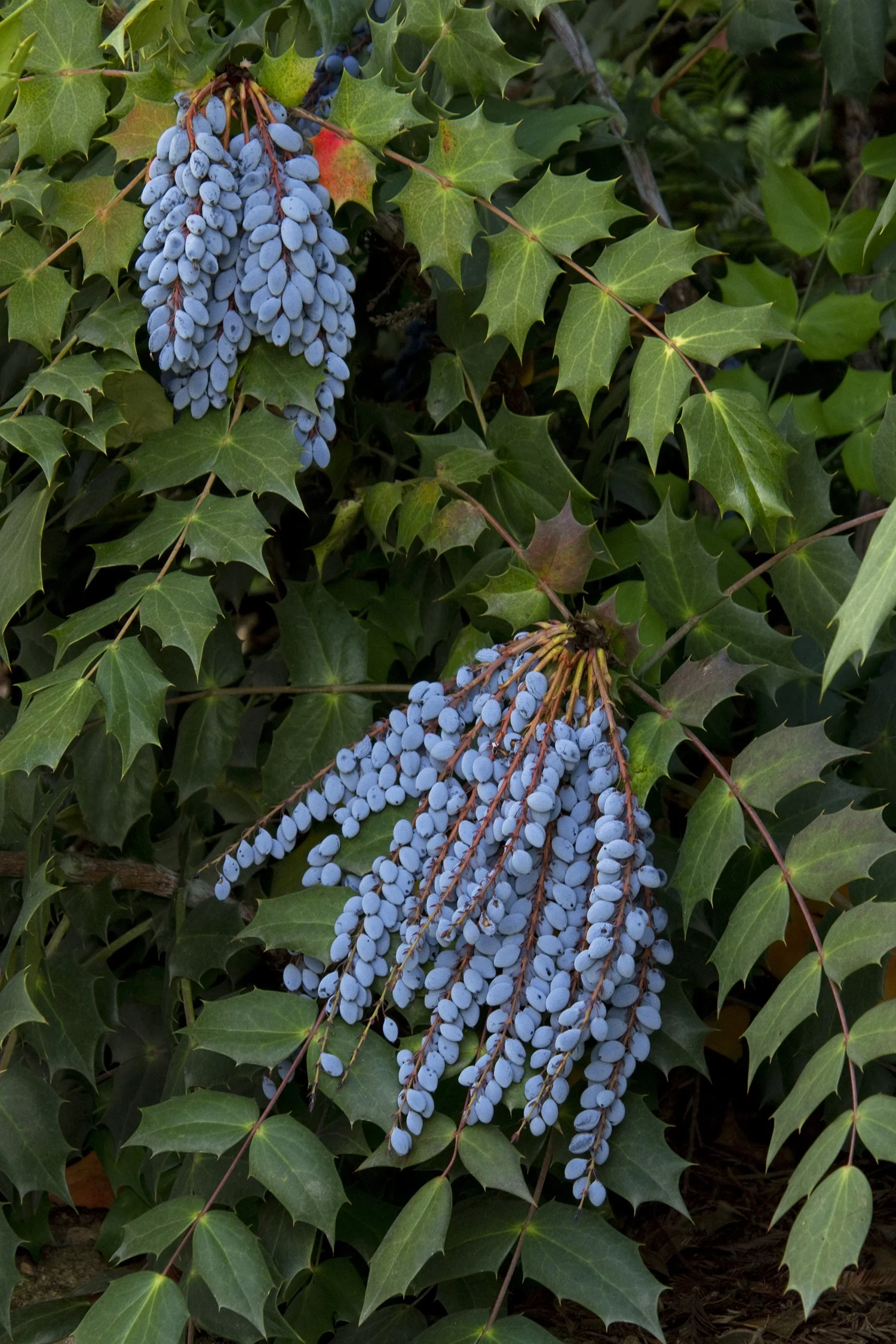 Leatherleaf Mahonia 8 Leatherleaf Mahonia