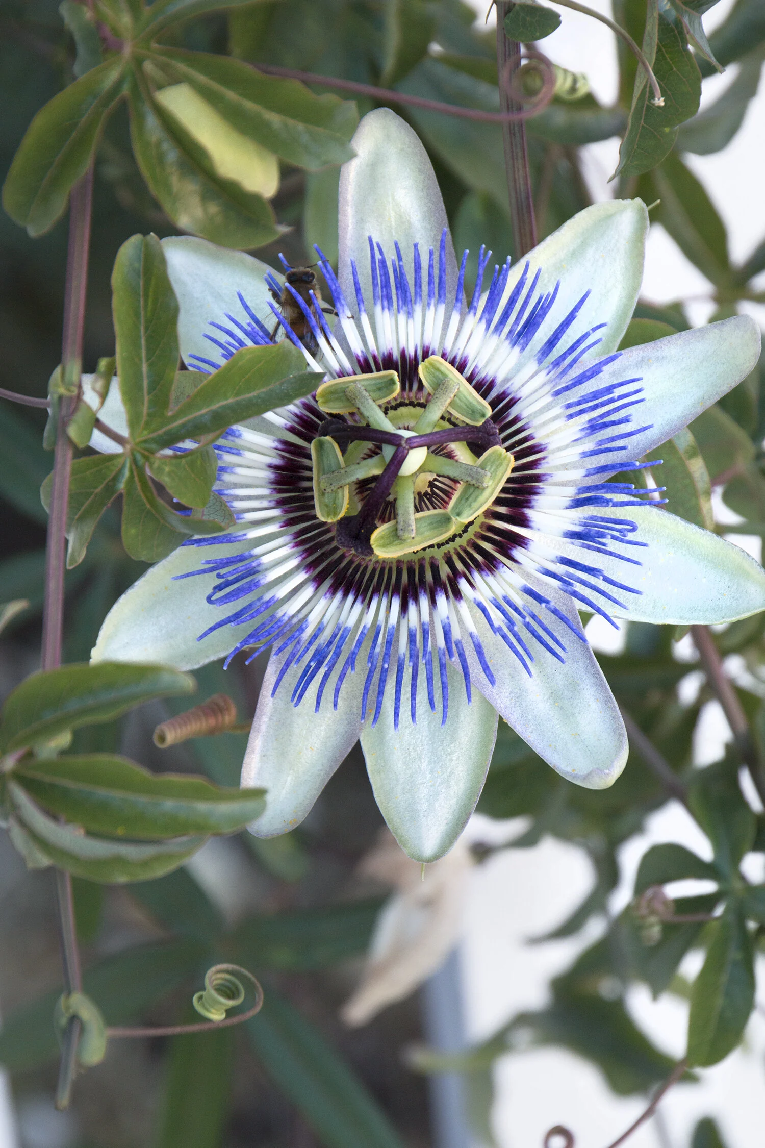Blue Passion Vine