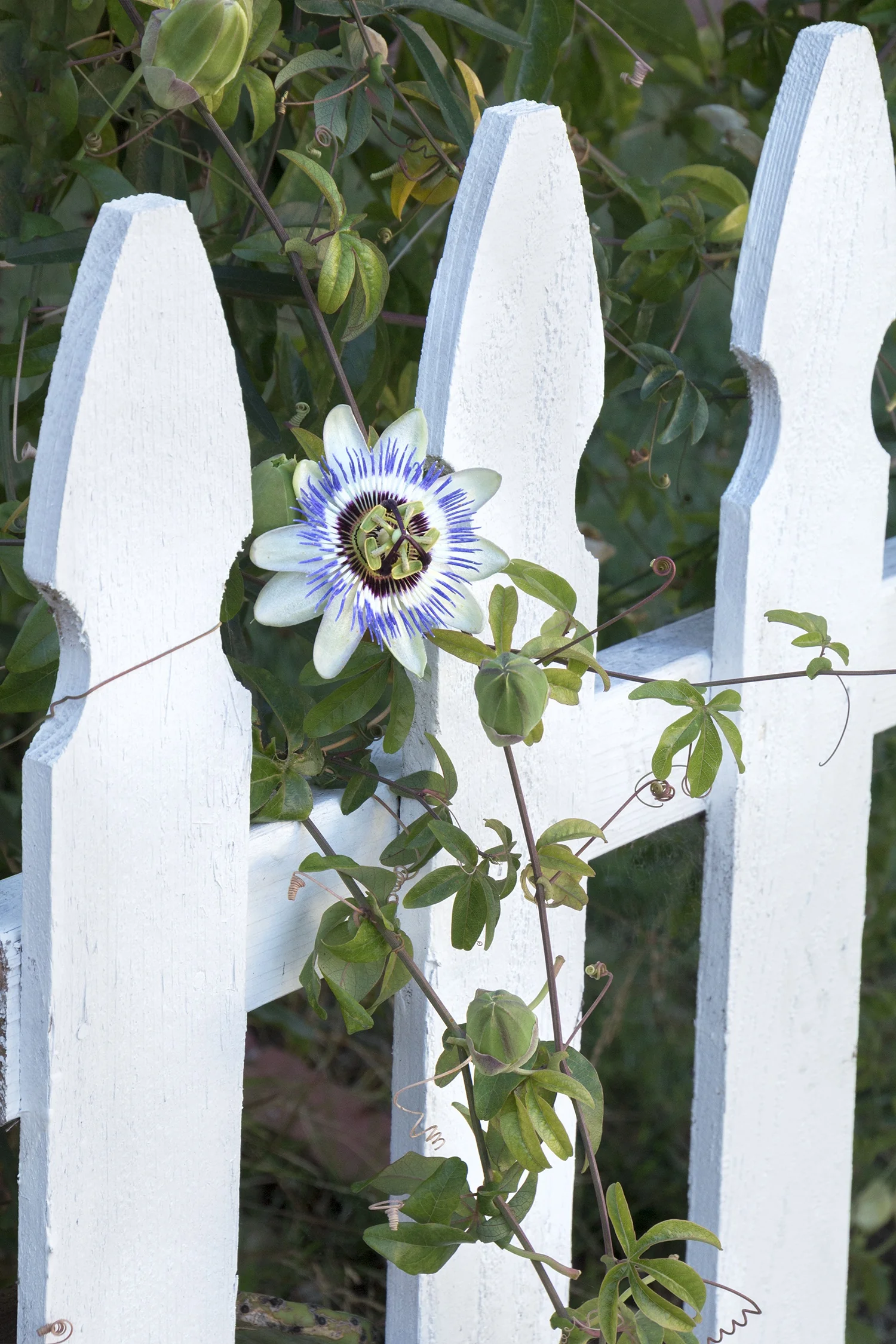 Blue Passion Vine