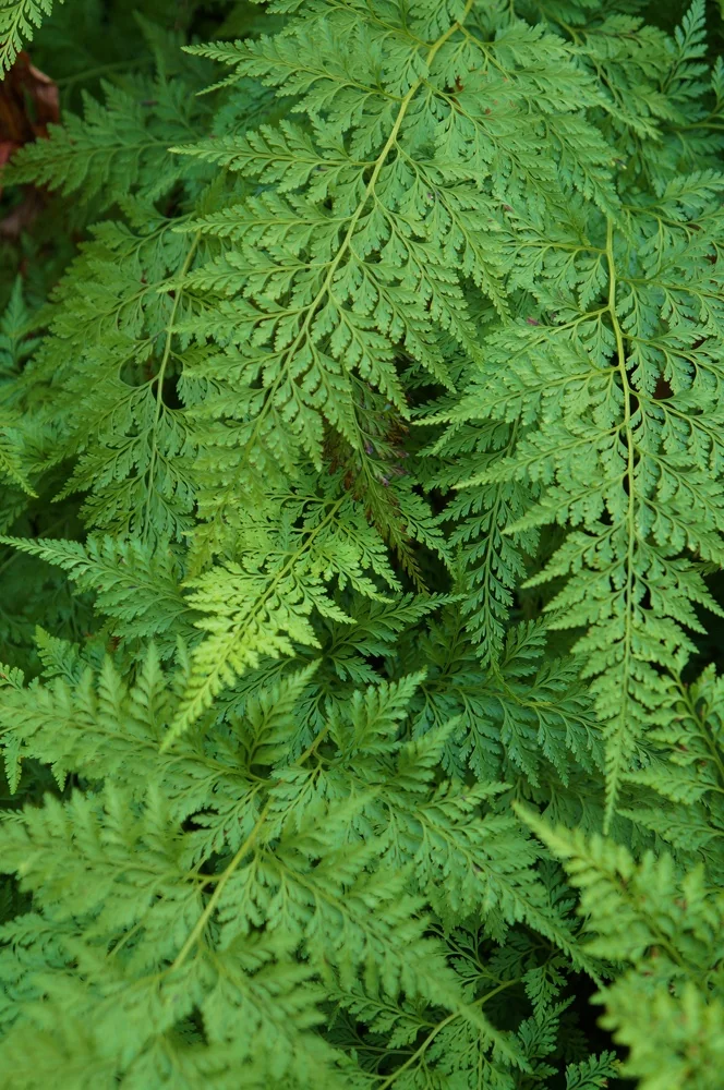 Upside Down Fern 5 Upside Down Fern