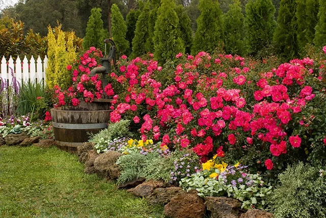 Flower Carpet® Pink Supreme Rose 2 Flower Carpet® Pink Supreme Rose