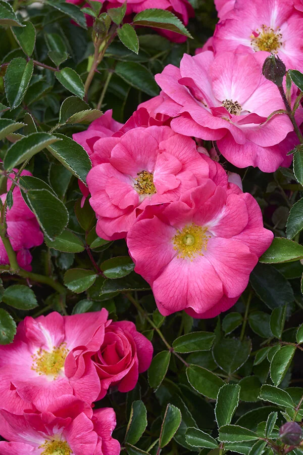 Flower Carpet® Pink Supreme Rose 3 Flower Carpet® Pink Supreme Rose