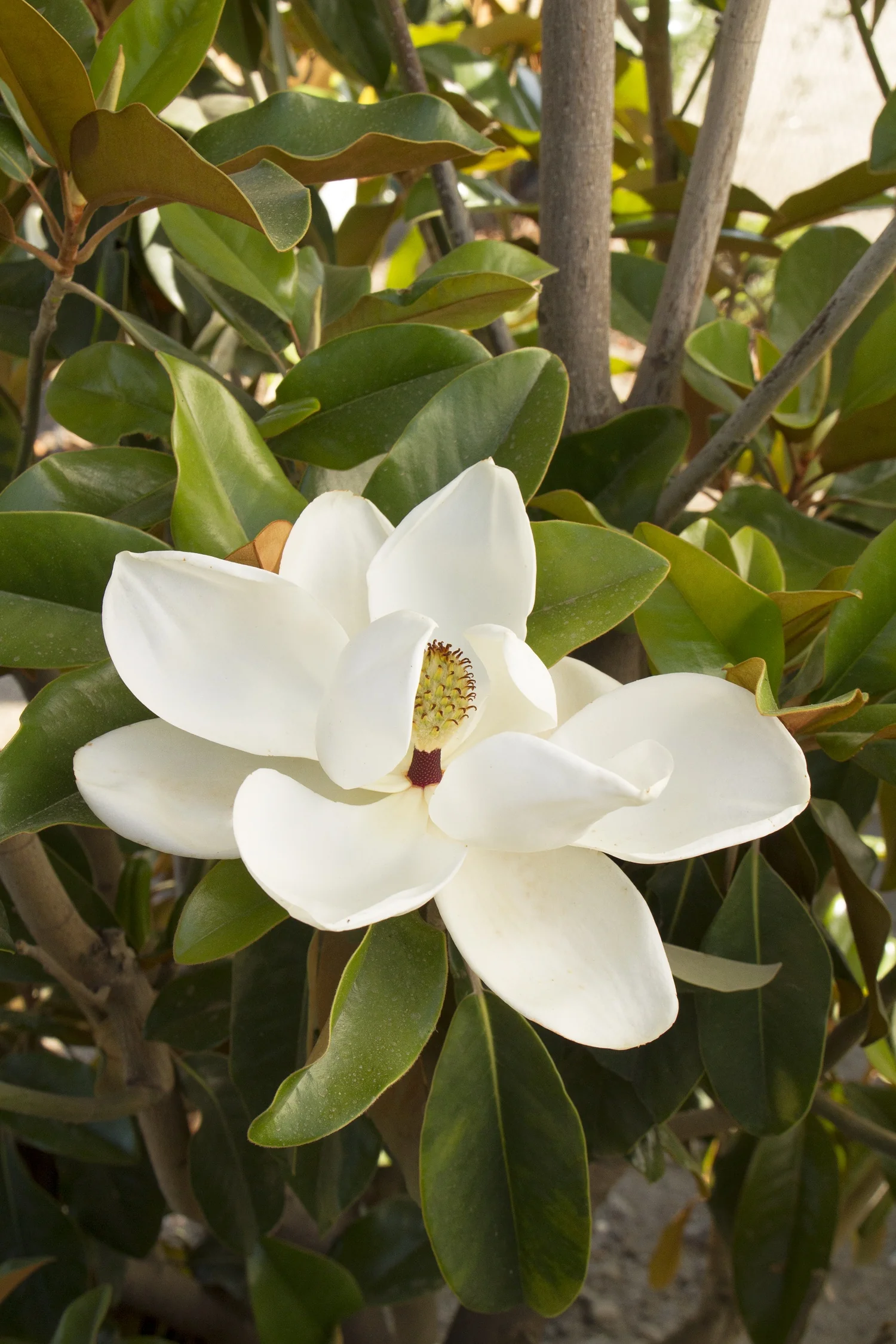 Saint Mary Southern Magnolia