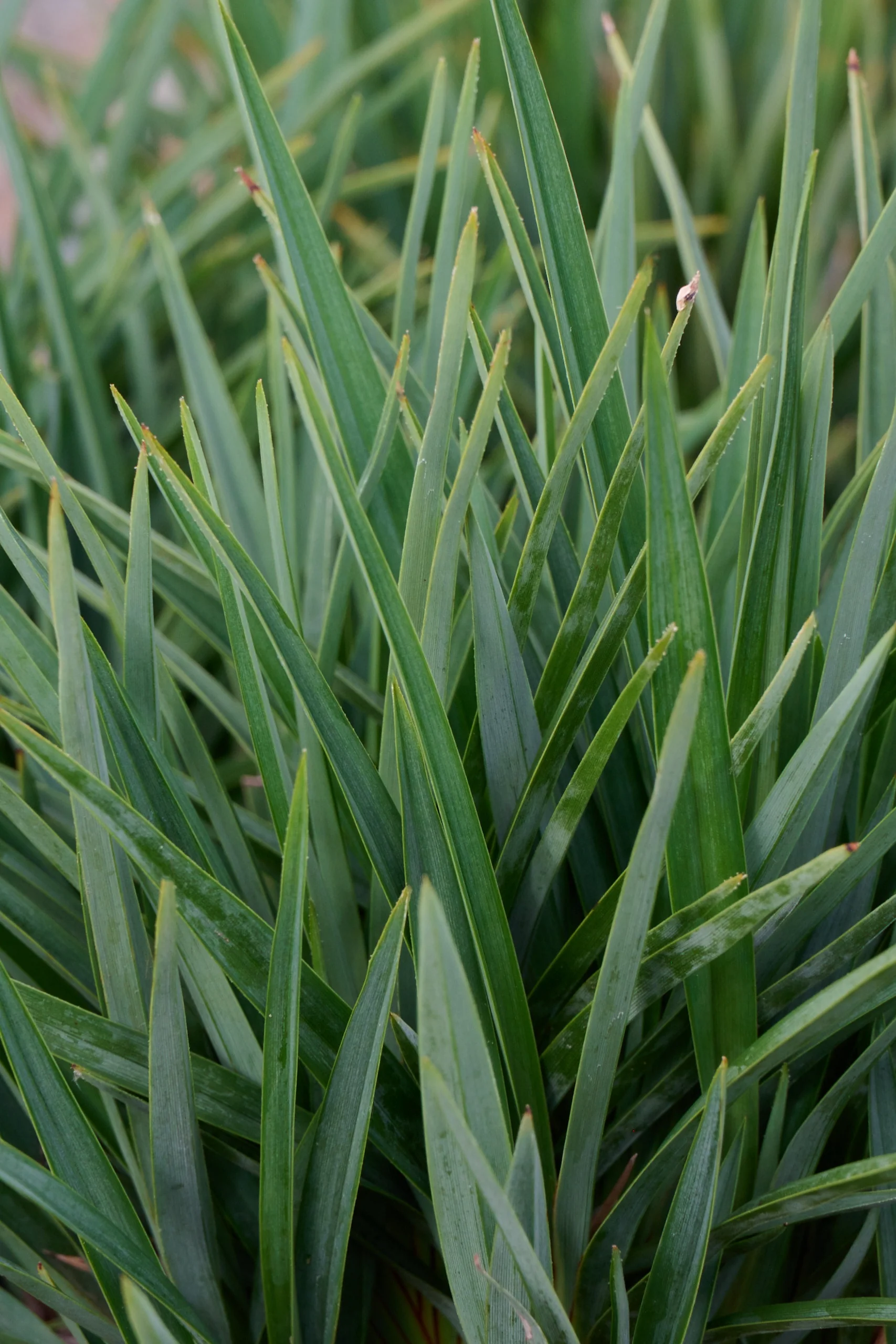 Little Rev™ Flax Lily 2 Little Rev™ Flax Lily