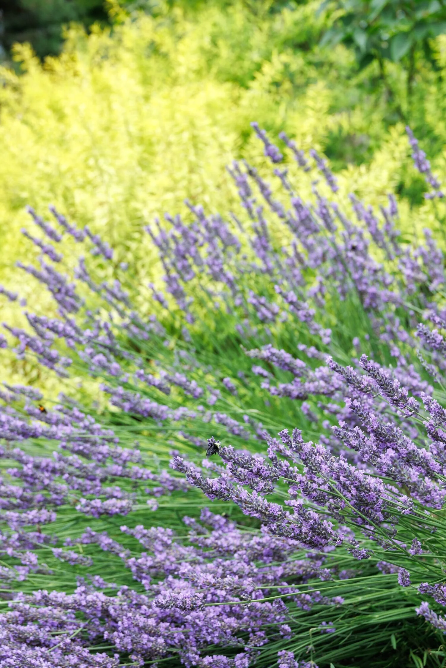 Phenomenal Lavender 13 Phenomenal Lavender