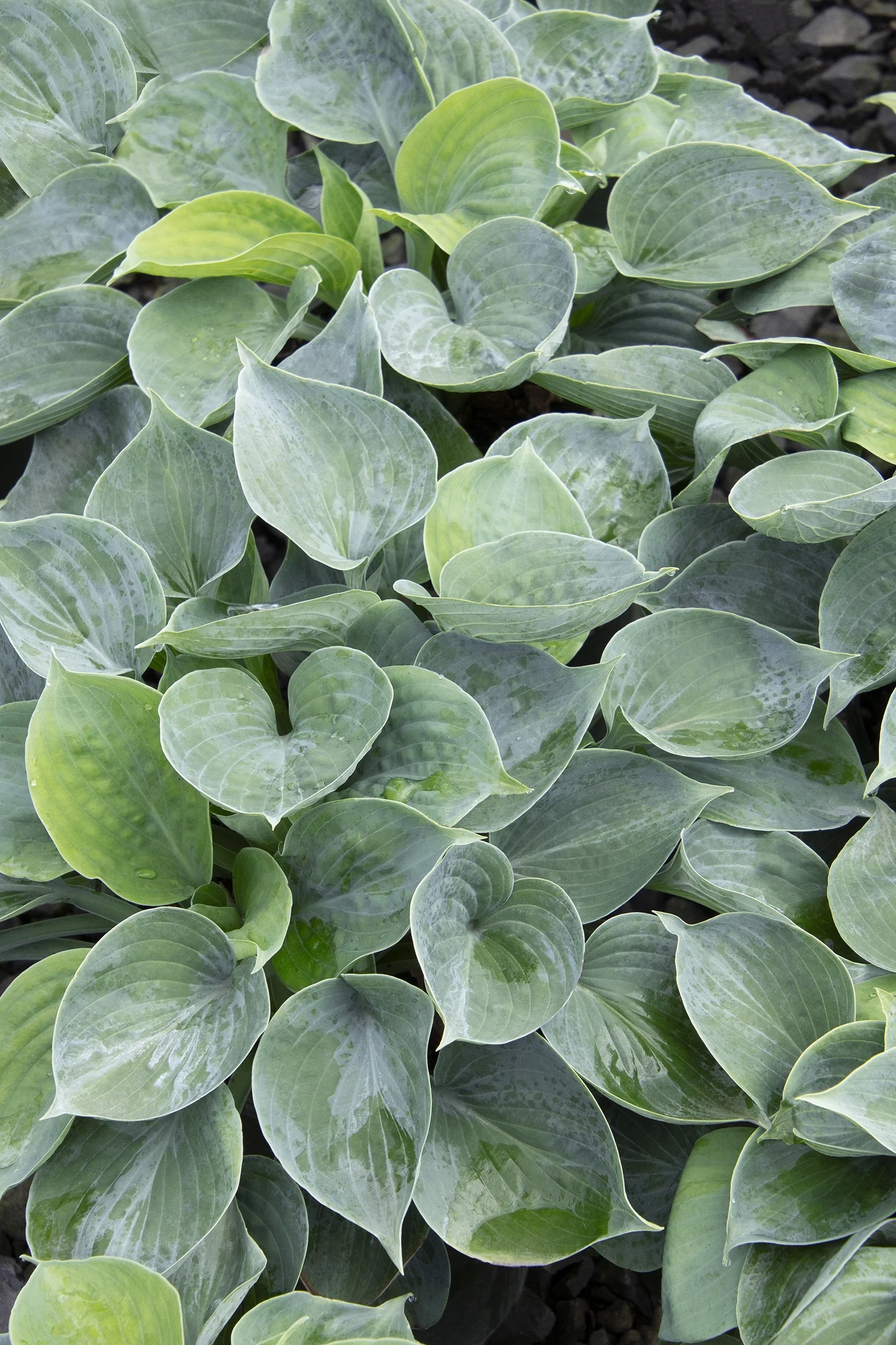 Hadspen Blue Hosta 5 Hadspen Blue Hosta